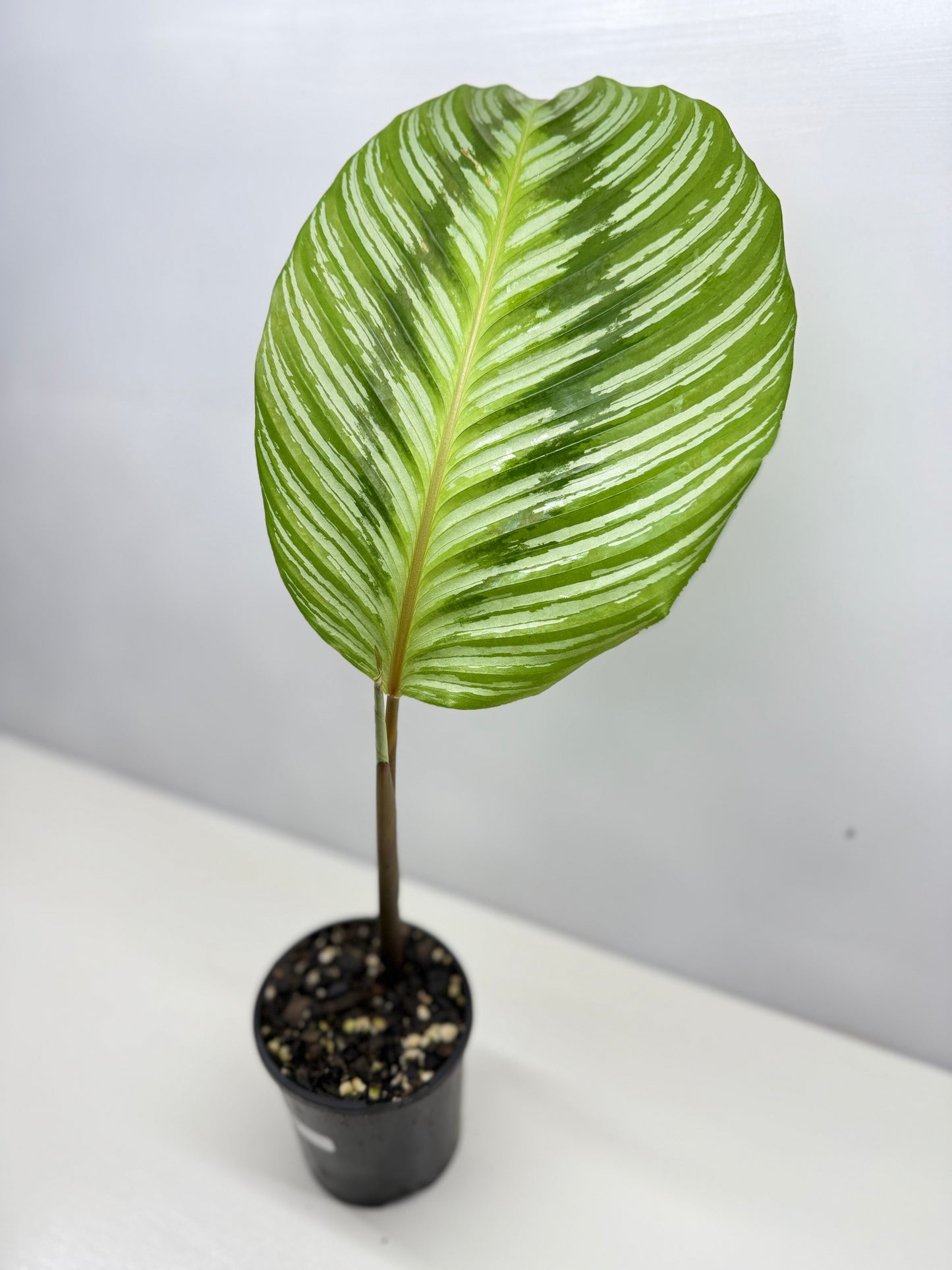 Calathea hieroglyphica - Rarely Offered D51