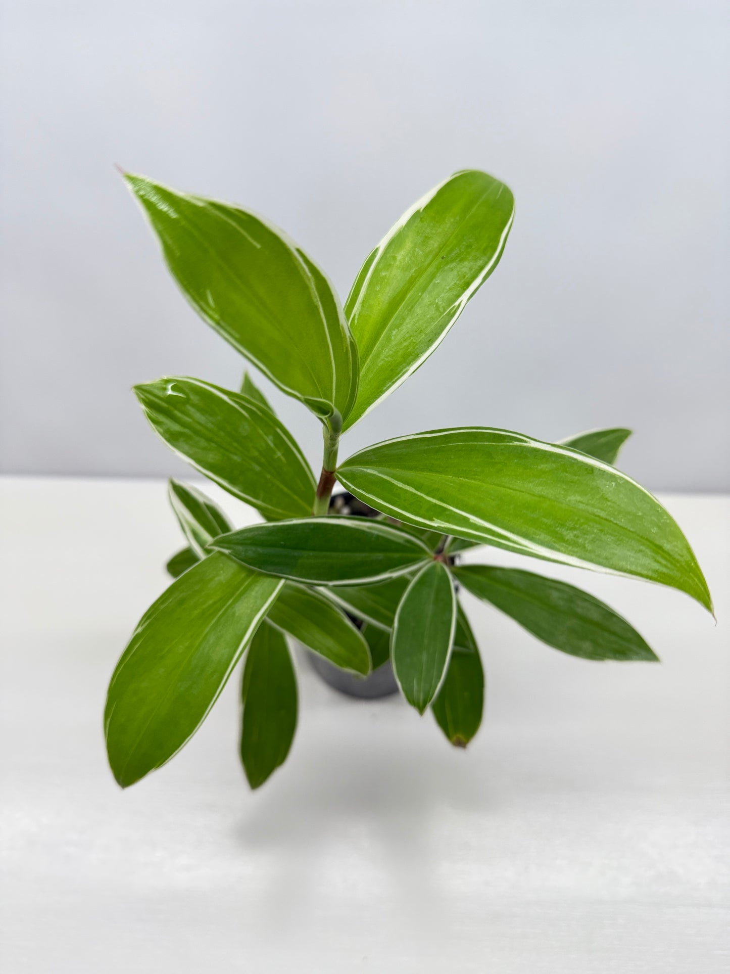 Cheilocostus speciosus 'Variegated Crepe Ginger' C4