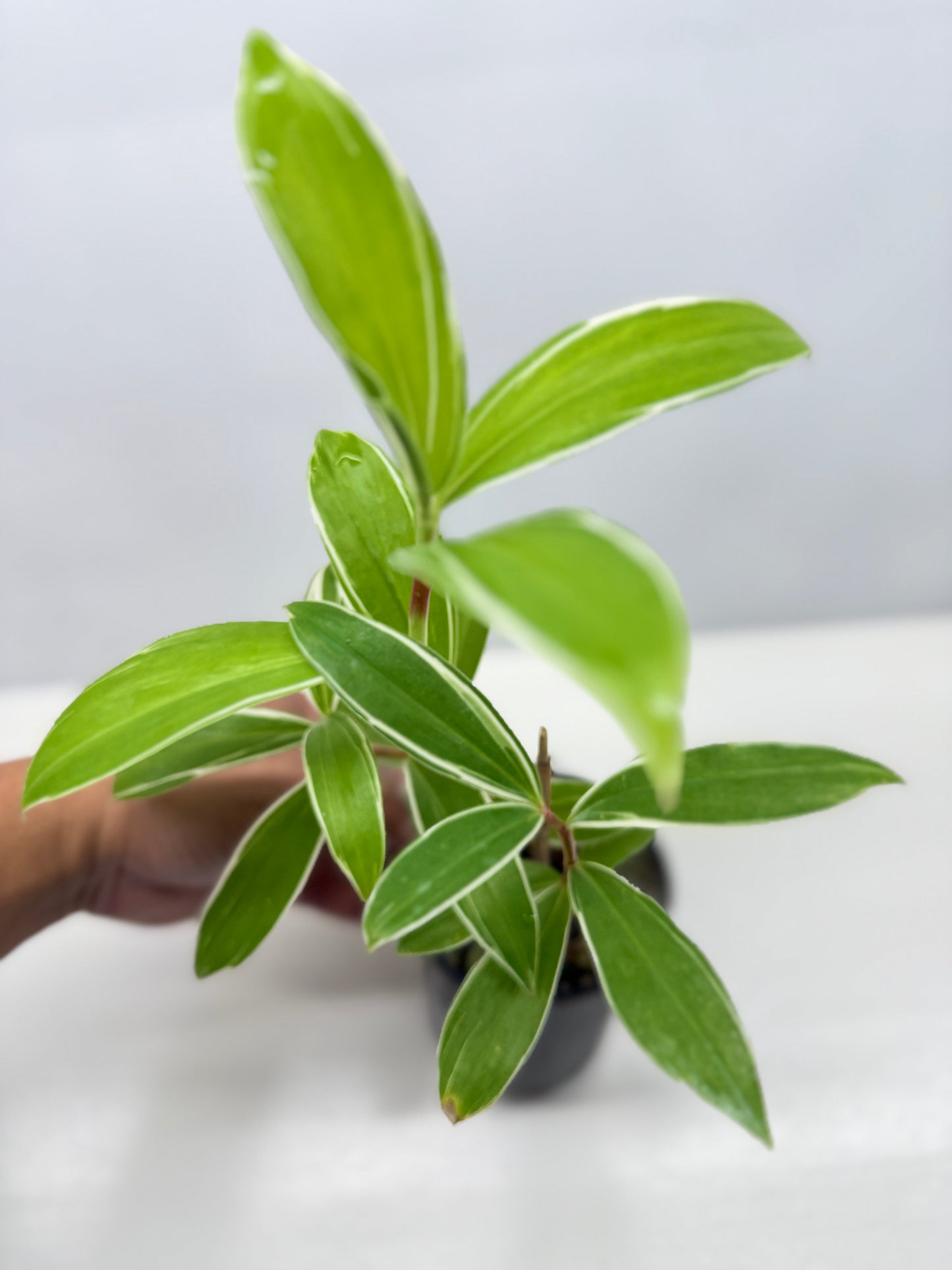 Cheilocostus speciosus 'Variegated Crepe Ginger' C4