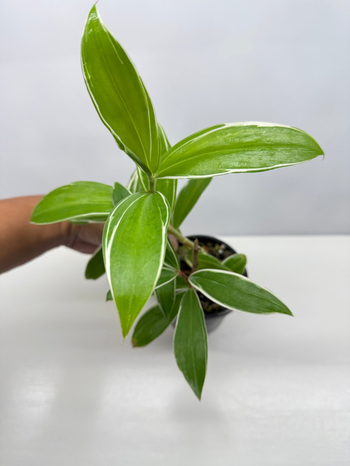 Cheilocostus speciosus 'Variegated Crepe Ginger' C4