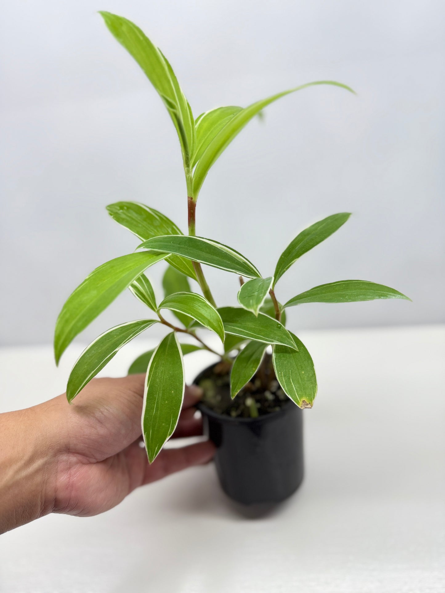 Cheilocostus speciosus 'Variegated Crepe Ginger' C4
