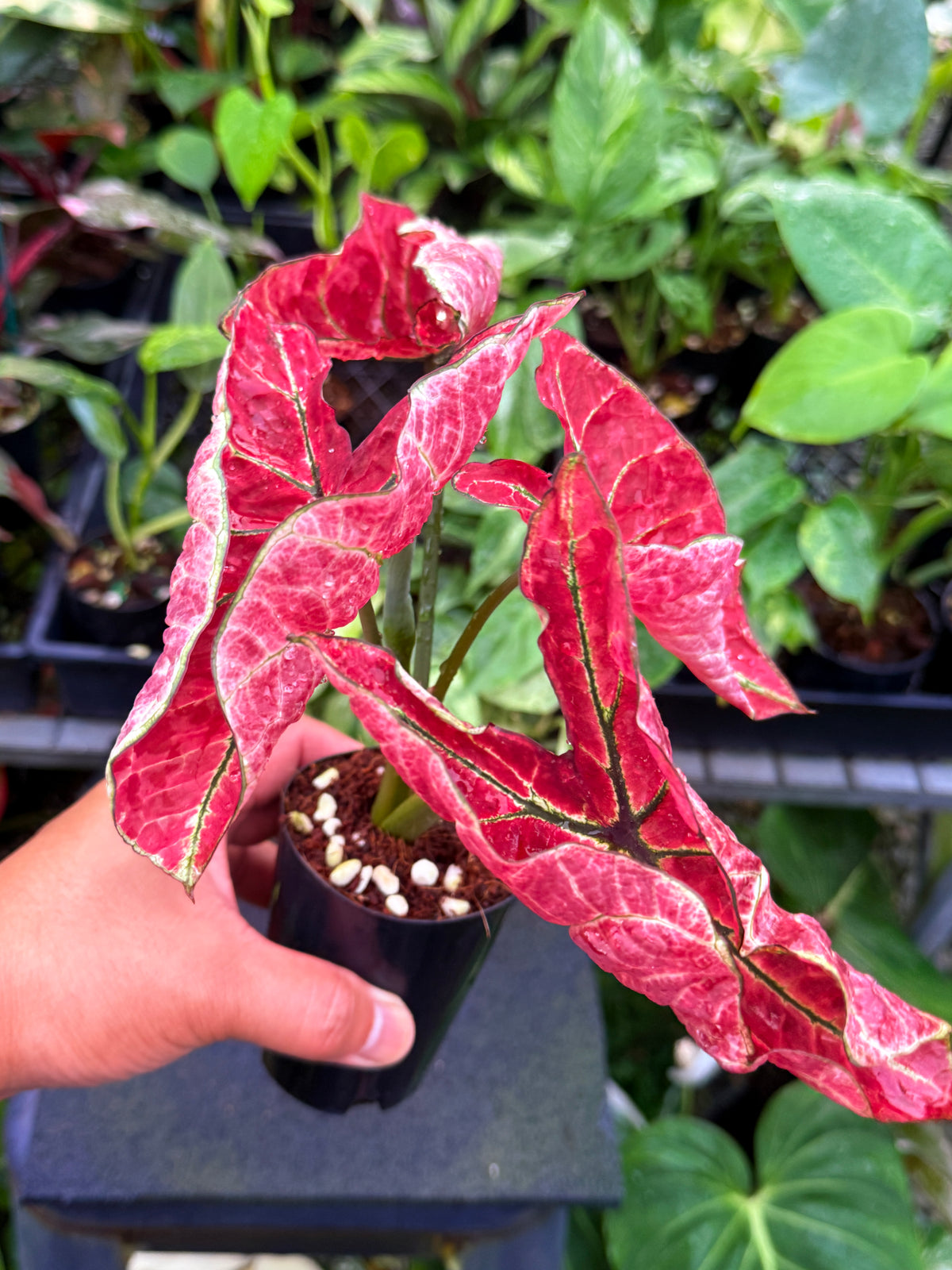 Caladium 'Fire of Phoenix' U50