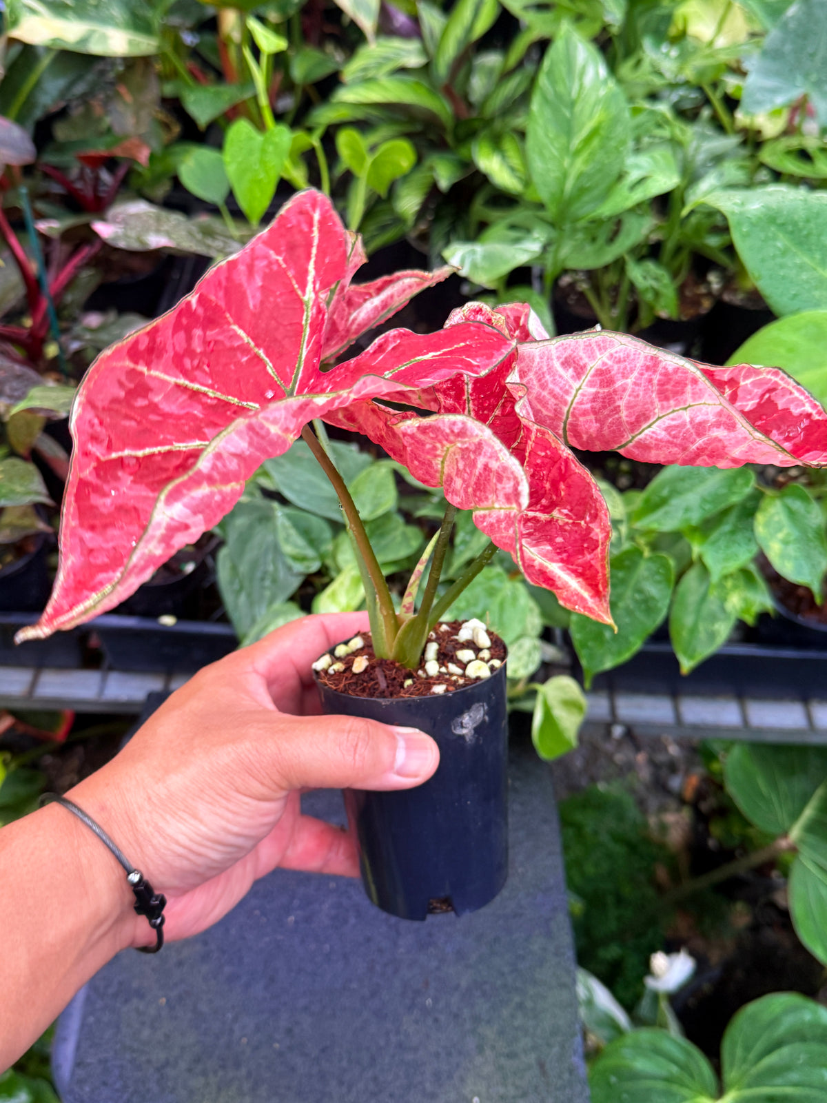 Caladium 'Fire of Phoenix' U52