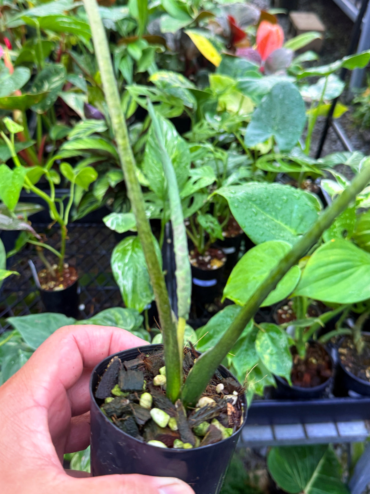 Caladium Hybrid U55