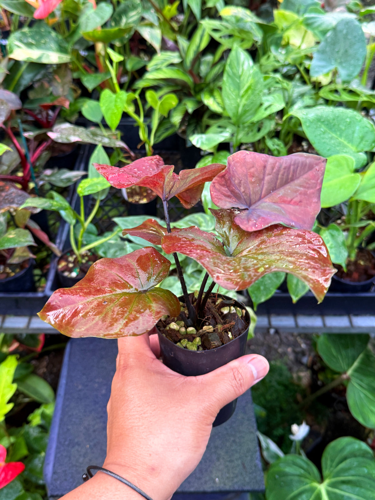 Caladium 'Ebony' U54