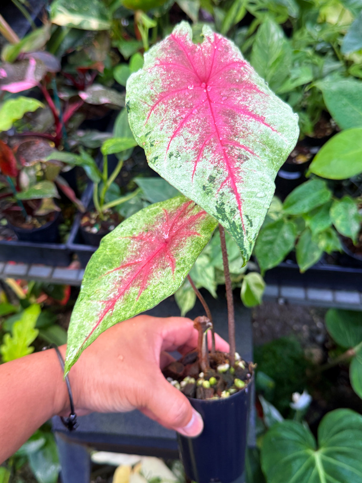 Caladium Hybrid J8