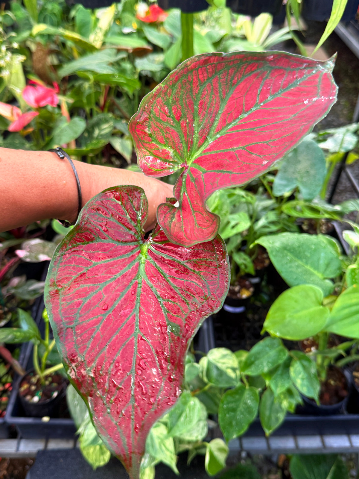 Caladium Hybrid U56