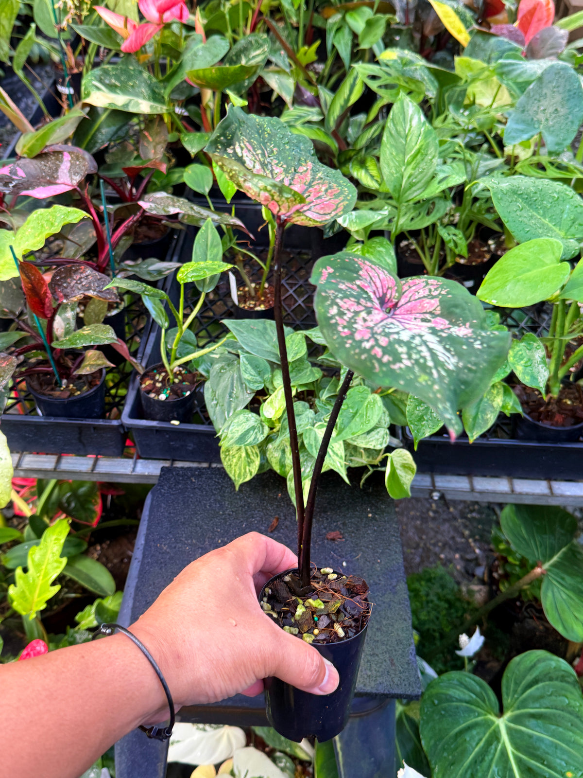 Caladium Hybrid U62