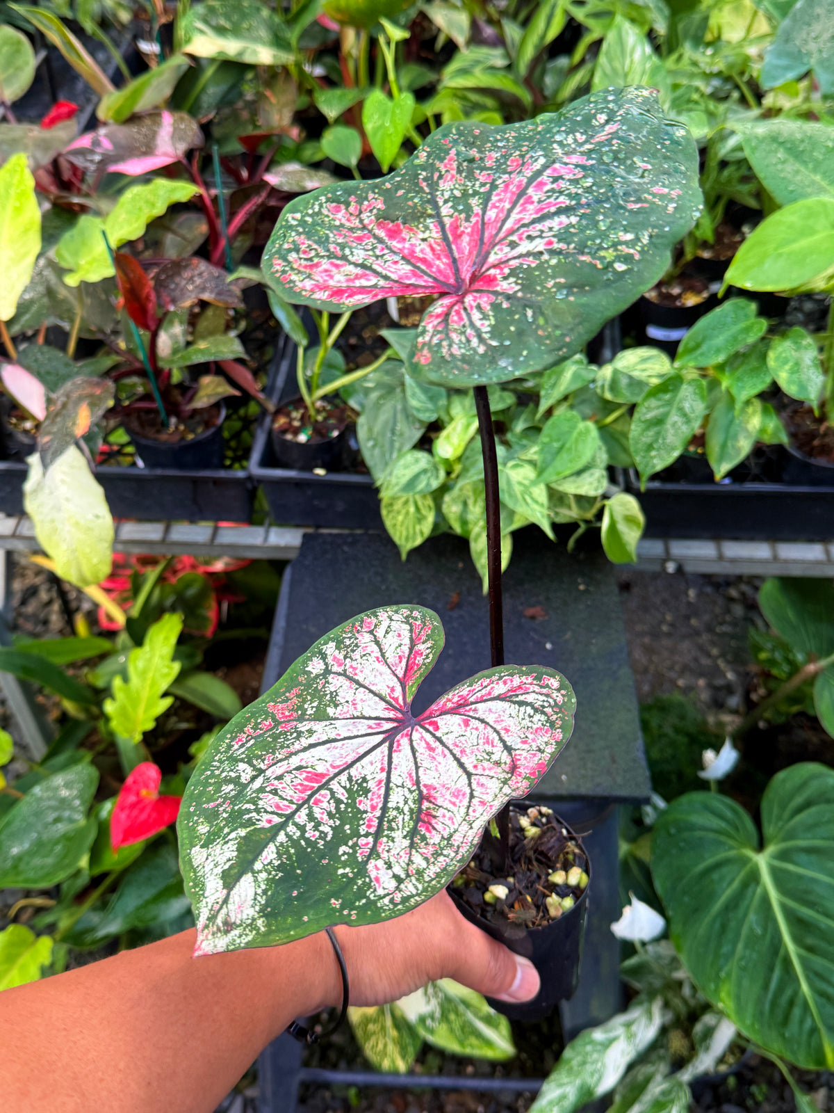 Caladium Hybrid U58