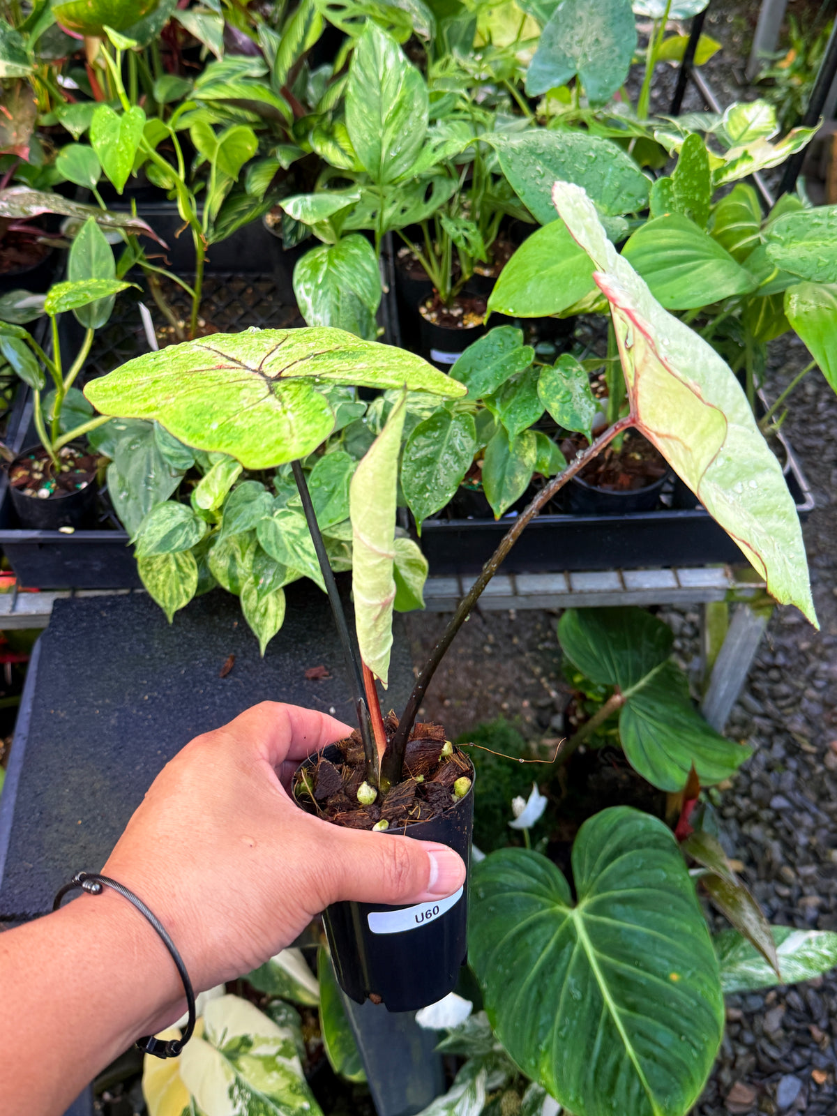 Caladium NEW Hybrid U60