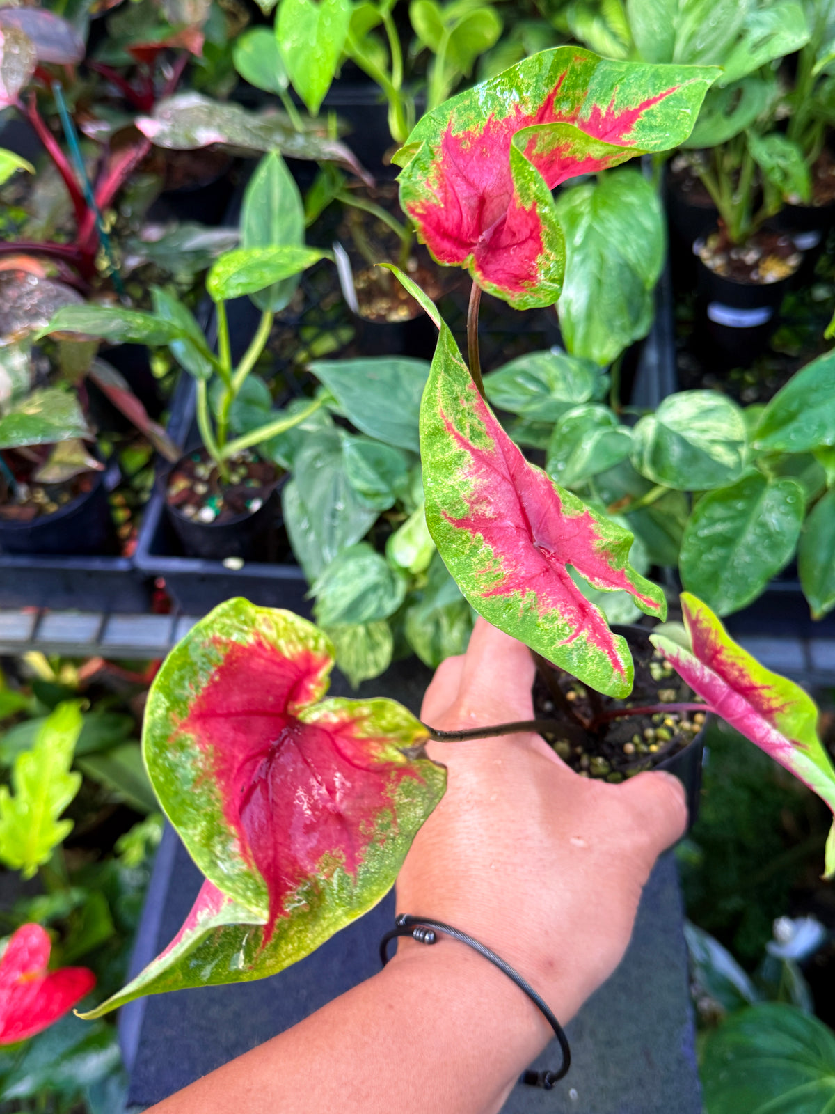 Caladium 'Brilliant' U61