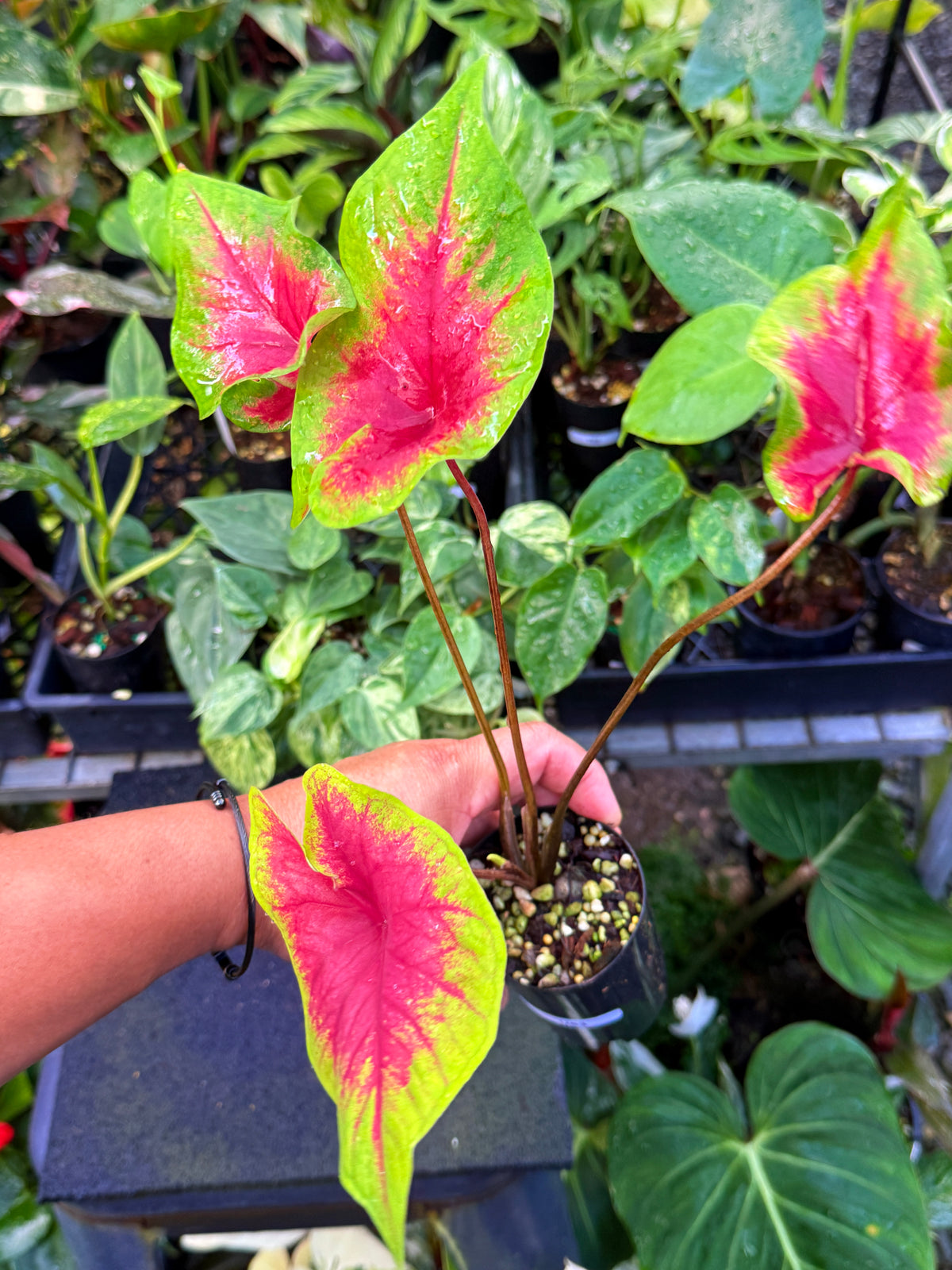 Caladium 'Brilliant' U63