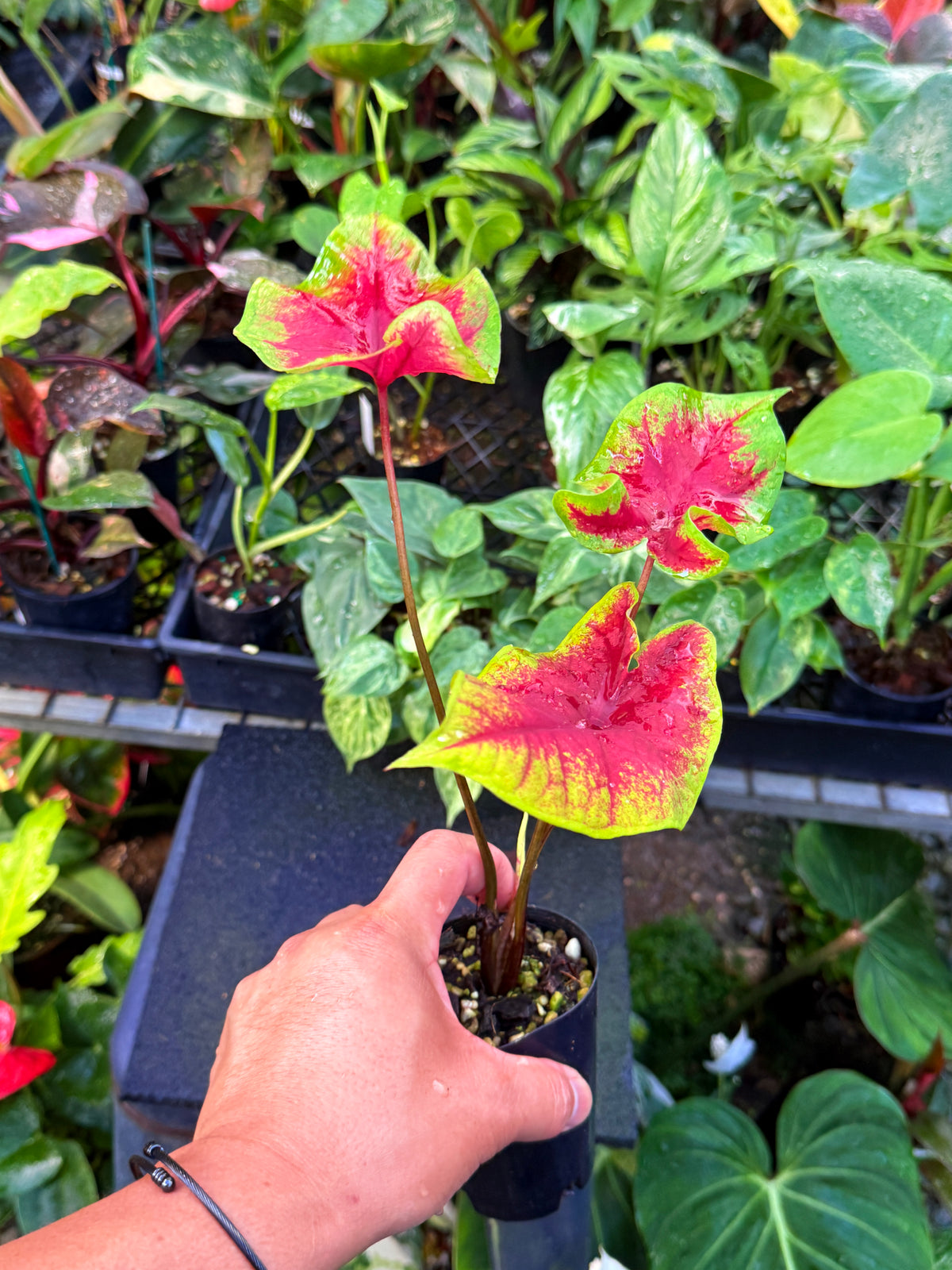 Caladium 'Brilliant' U66