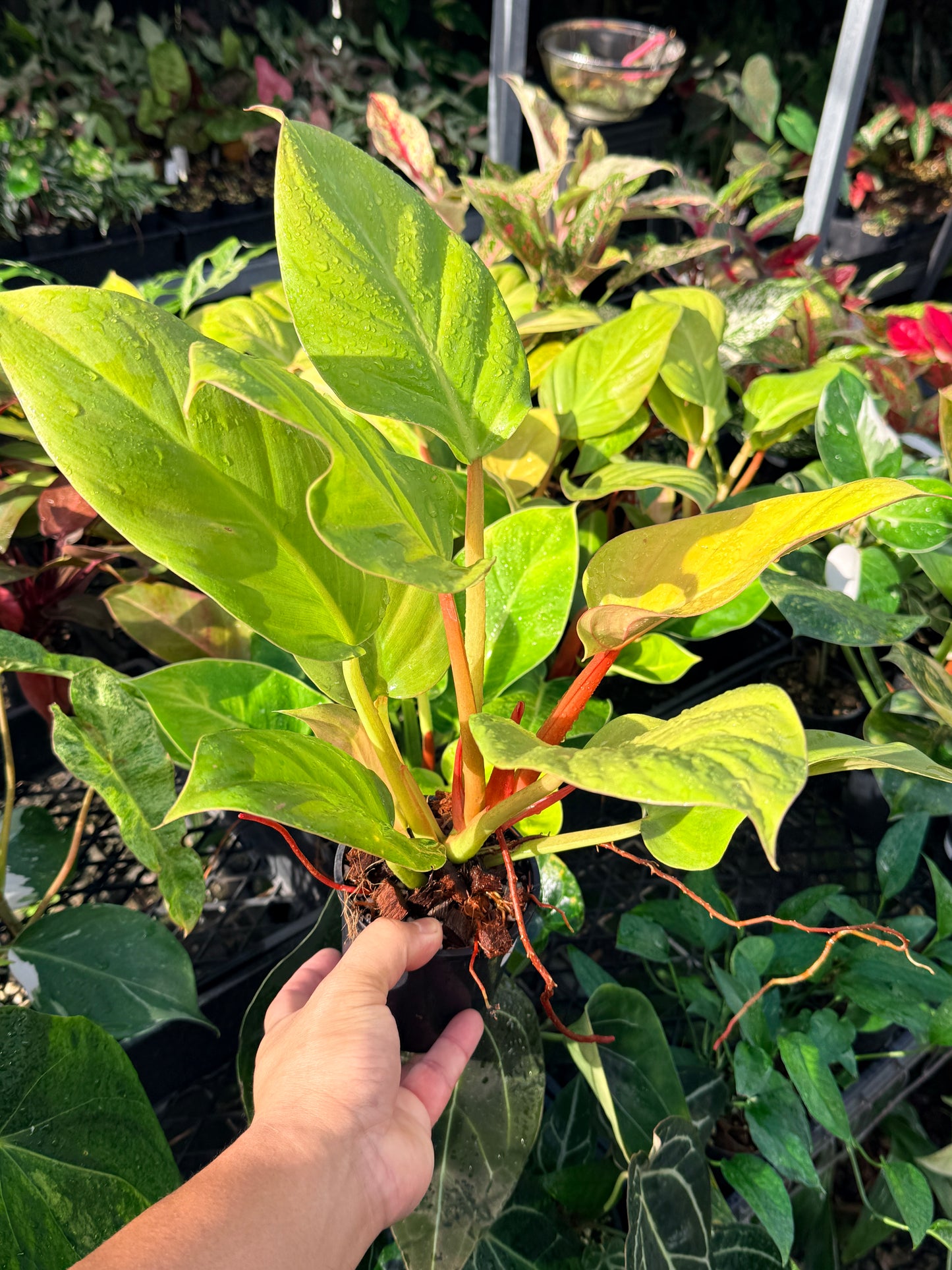 Philodendron 'Melinonii Gold' - Large M57