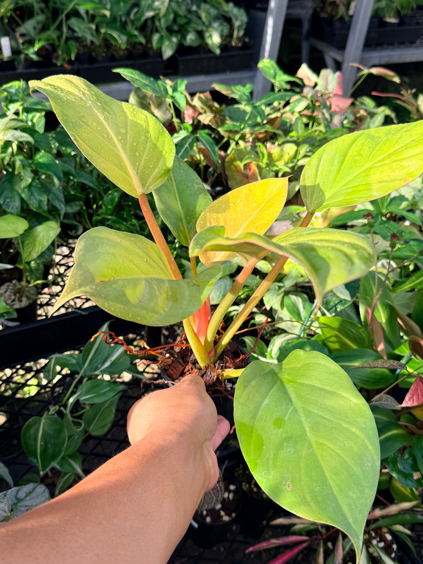Philodendron 'Melinonii Gold' - Large M56