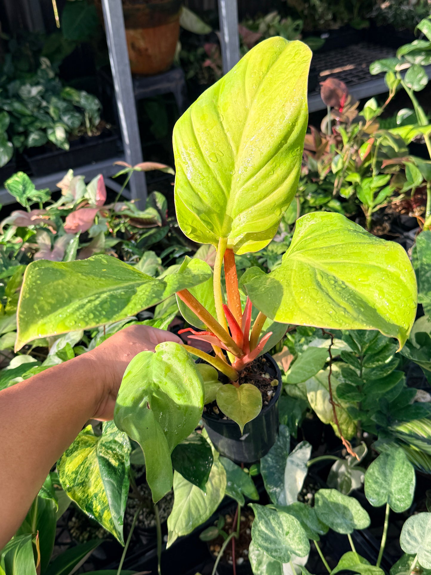 Philodendron 'Melinonii Gold' M58