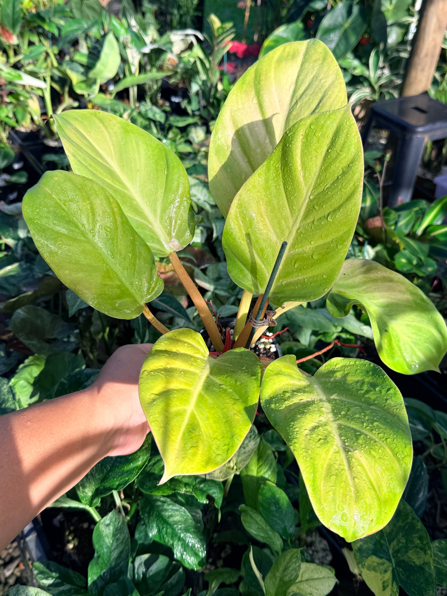 Philodendron 'Melinonii Gold' N13
