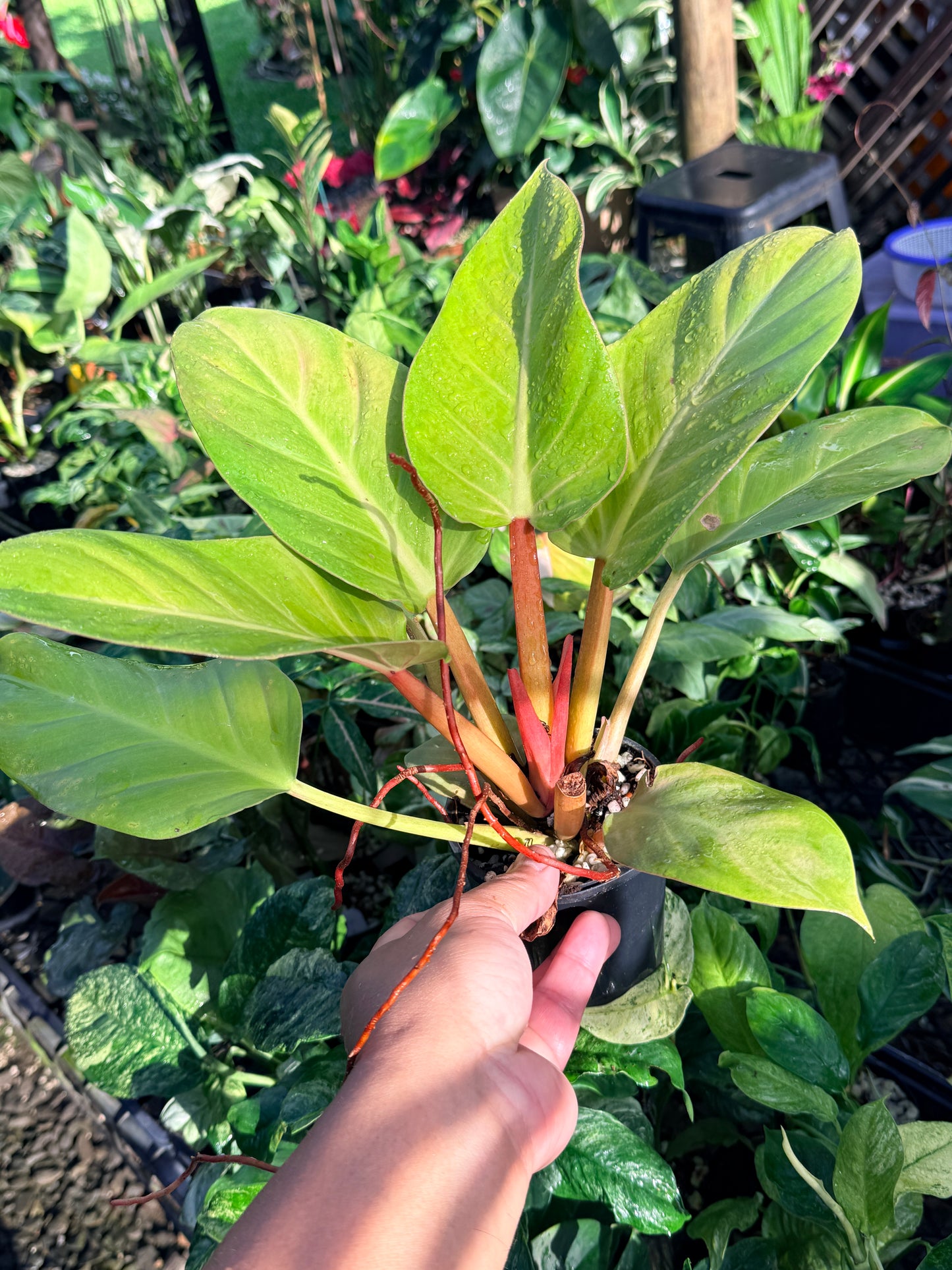 Philodendron 'Melinonii Gold' N14