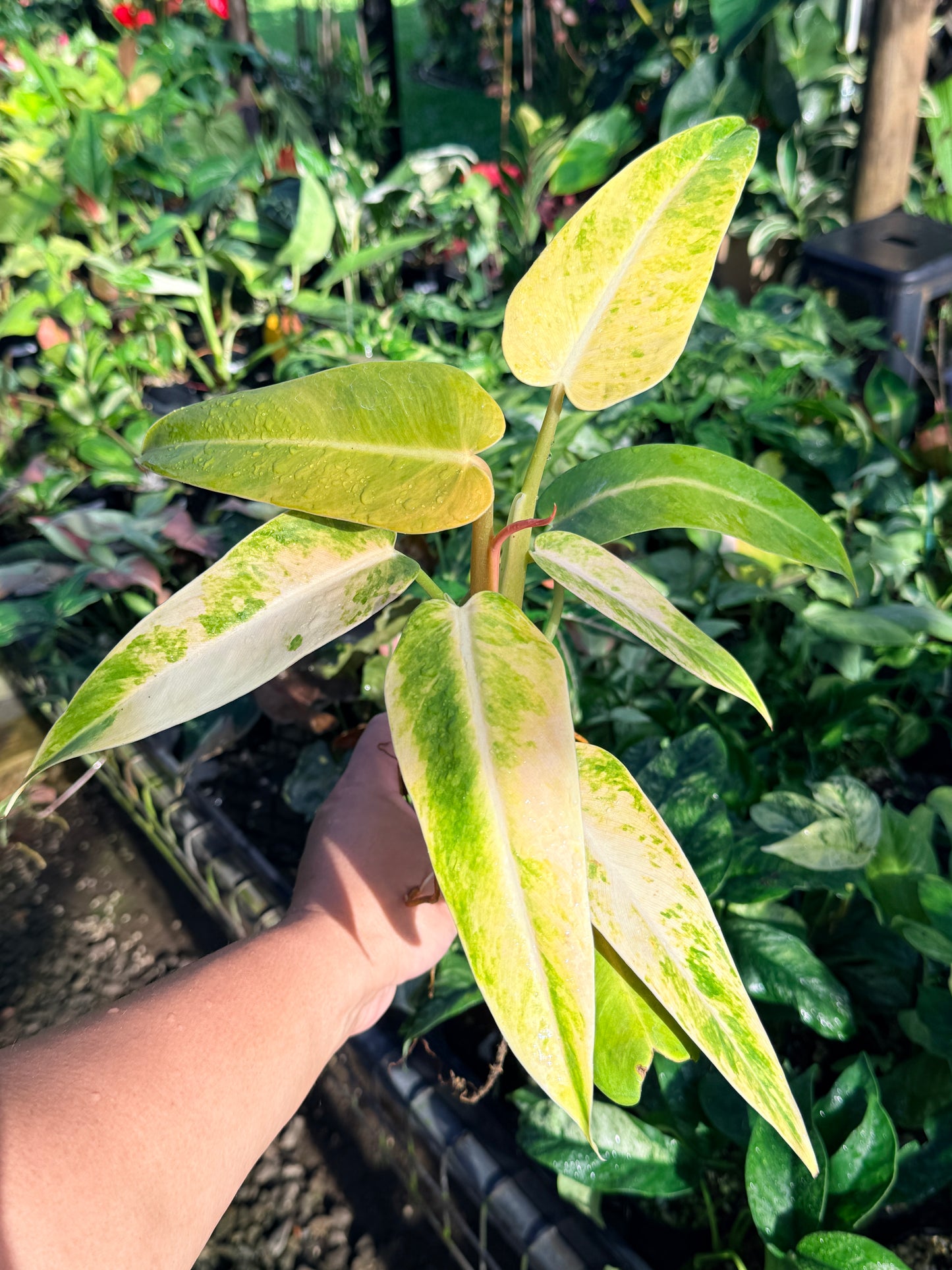 Philodendron 'Lemon Twist' J29