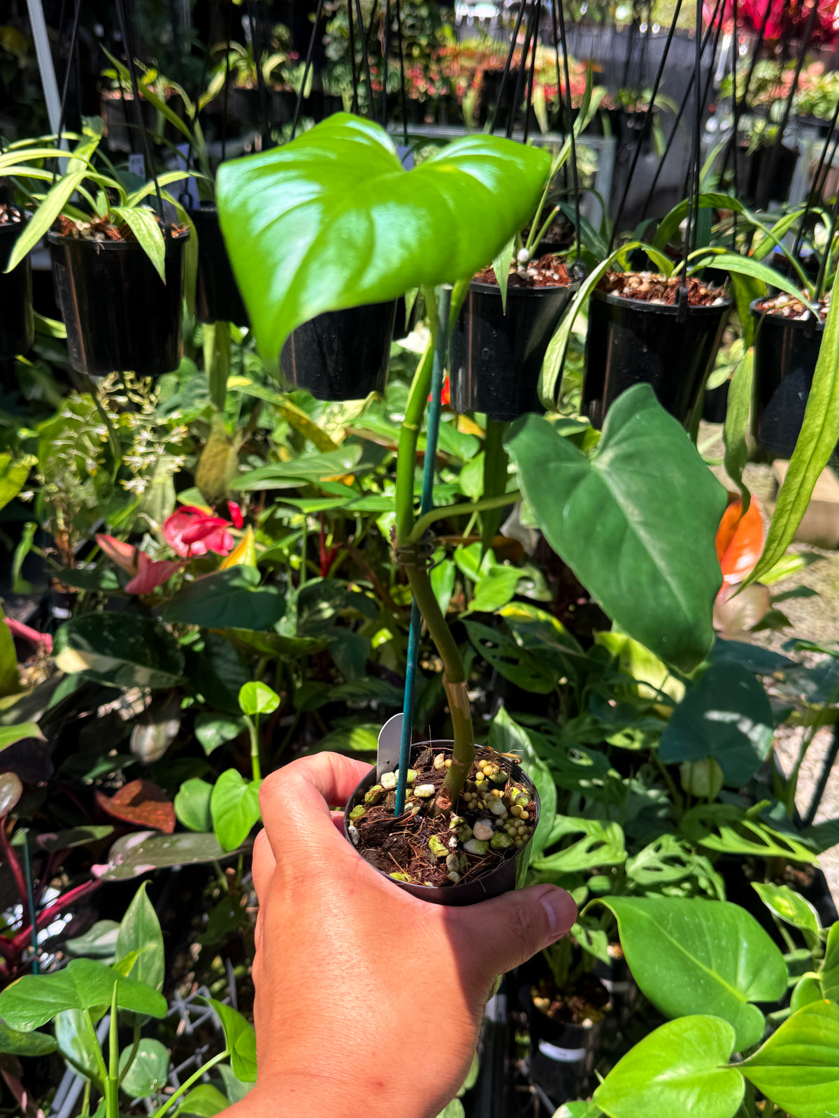 Philodendron 'Jacquinii' U67