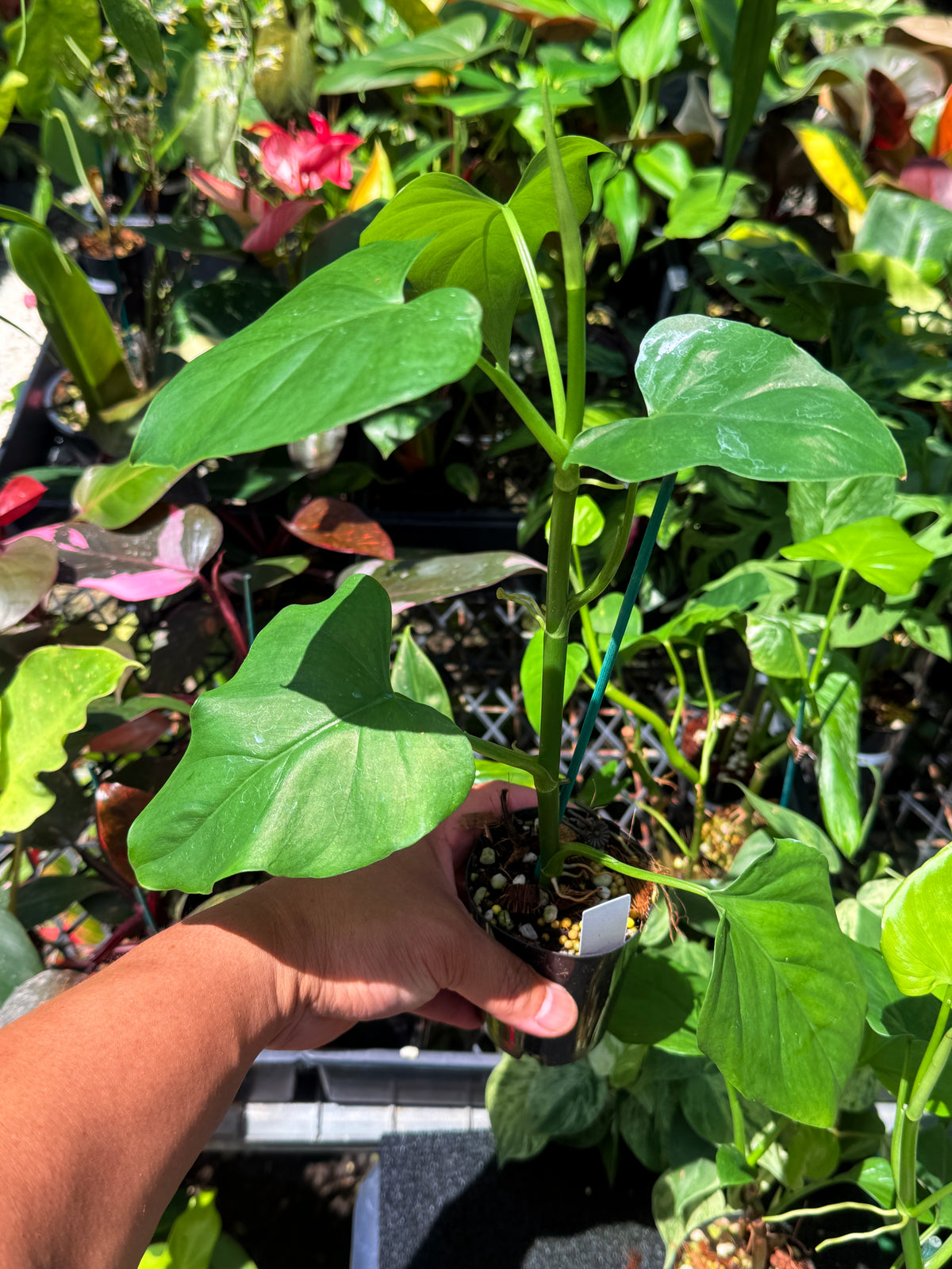 Philodendron 'Jacquinii' U69