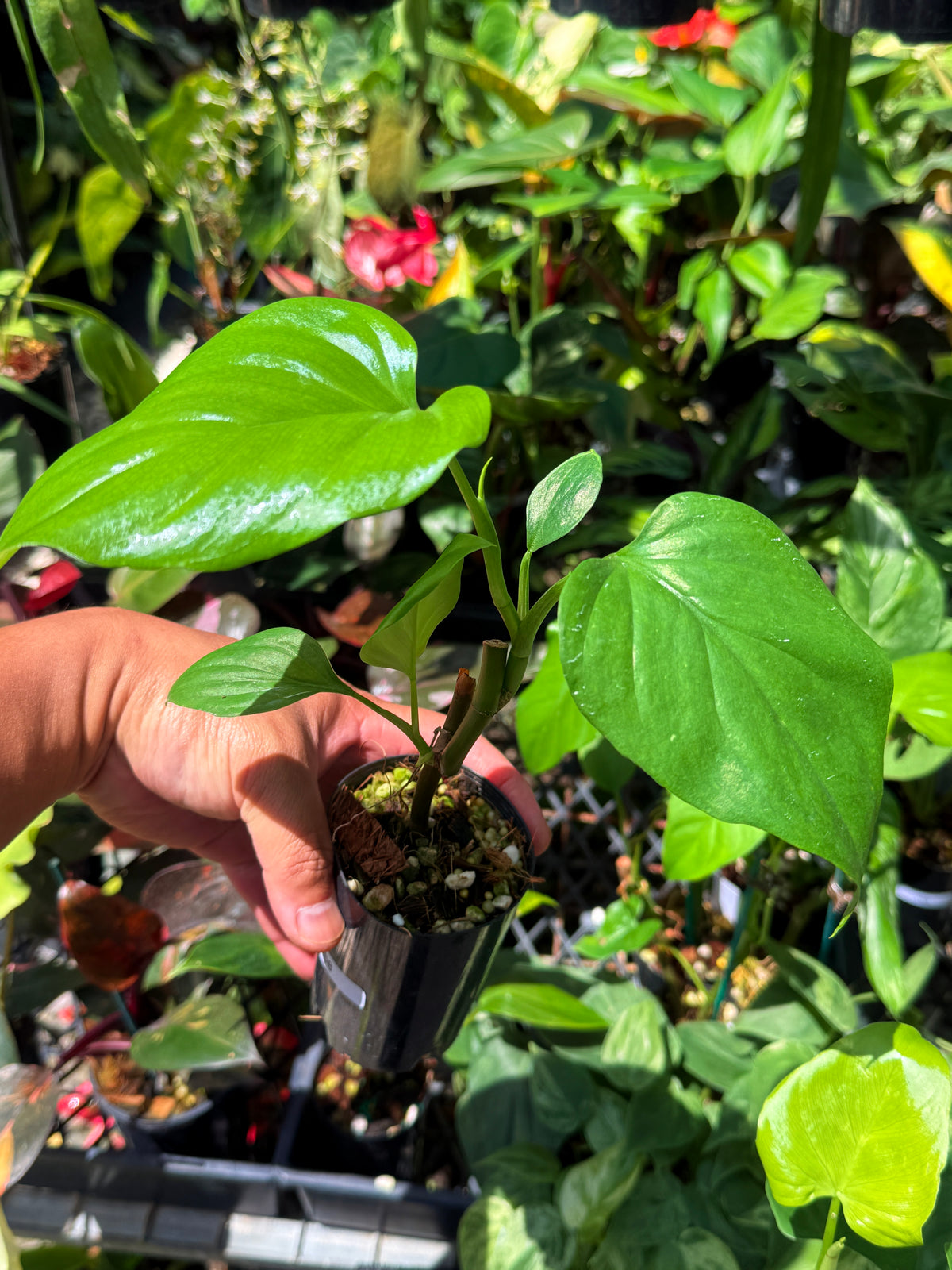 Philodendron 'Jacquinii' U68