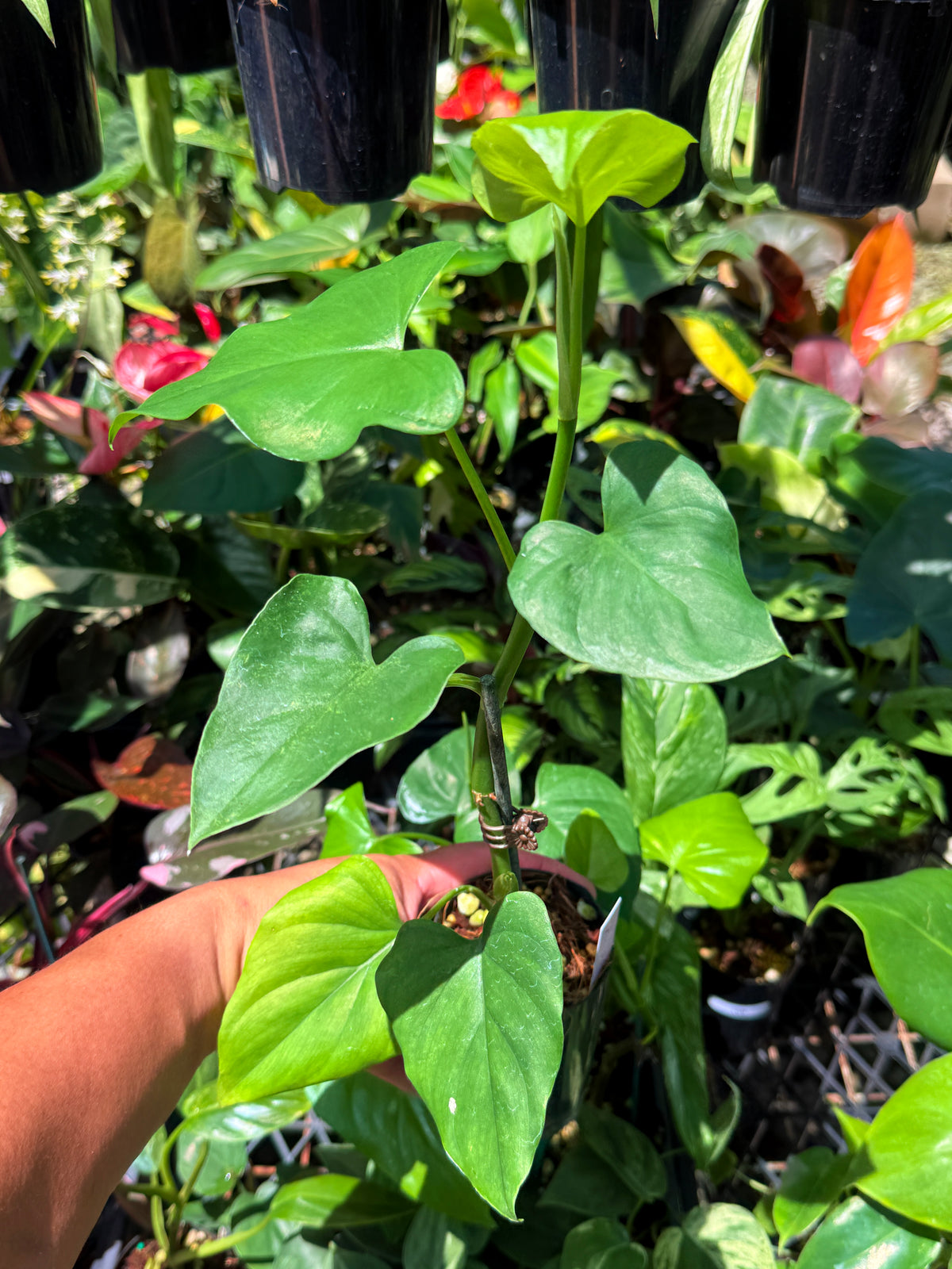 Philodendron 'Jacquinii' U70
