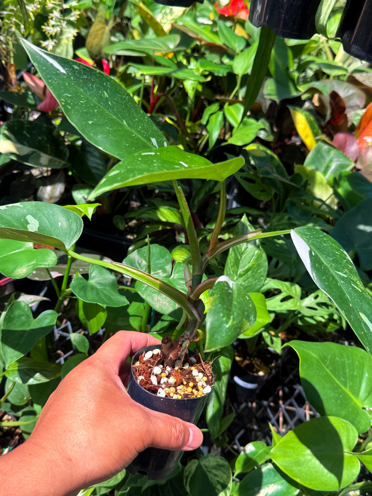 Philodendron 'White Princess' U75