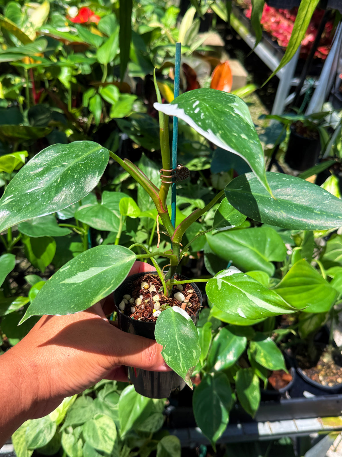 Philodendron 'White Princess' U74