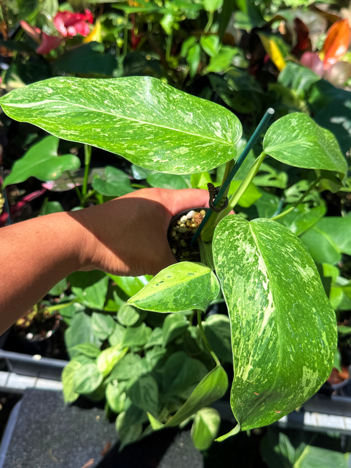 Philodendron 'Jose Buono' U72