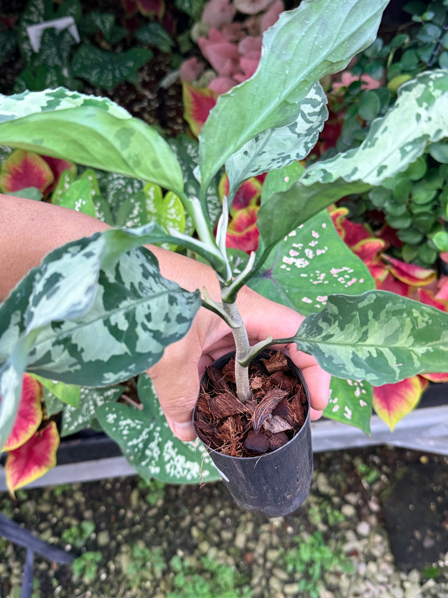 Aglaonema 'Pictum Tricolor' Hybrid M18