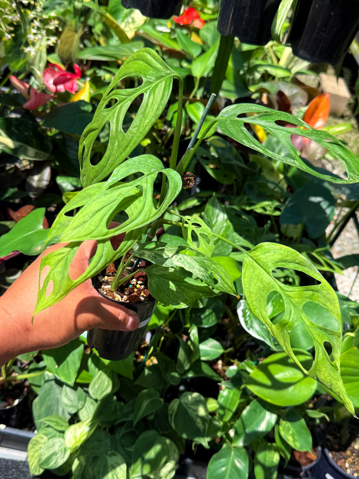 Monstera adansonii 'Indonesian Form' Variegata I80