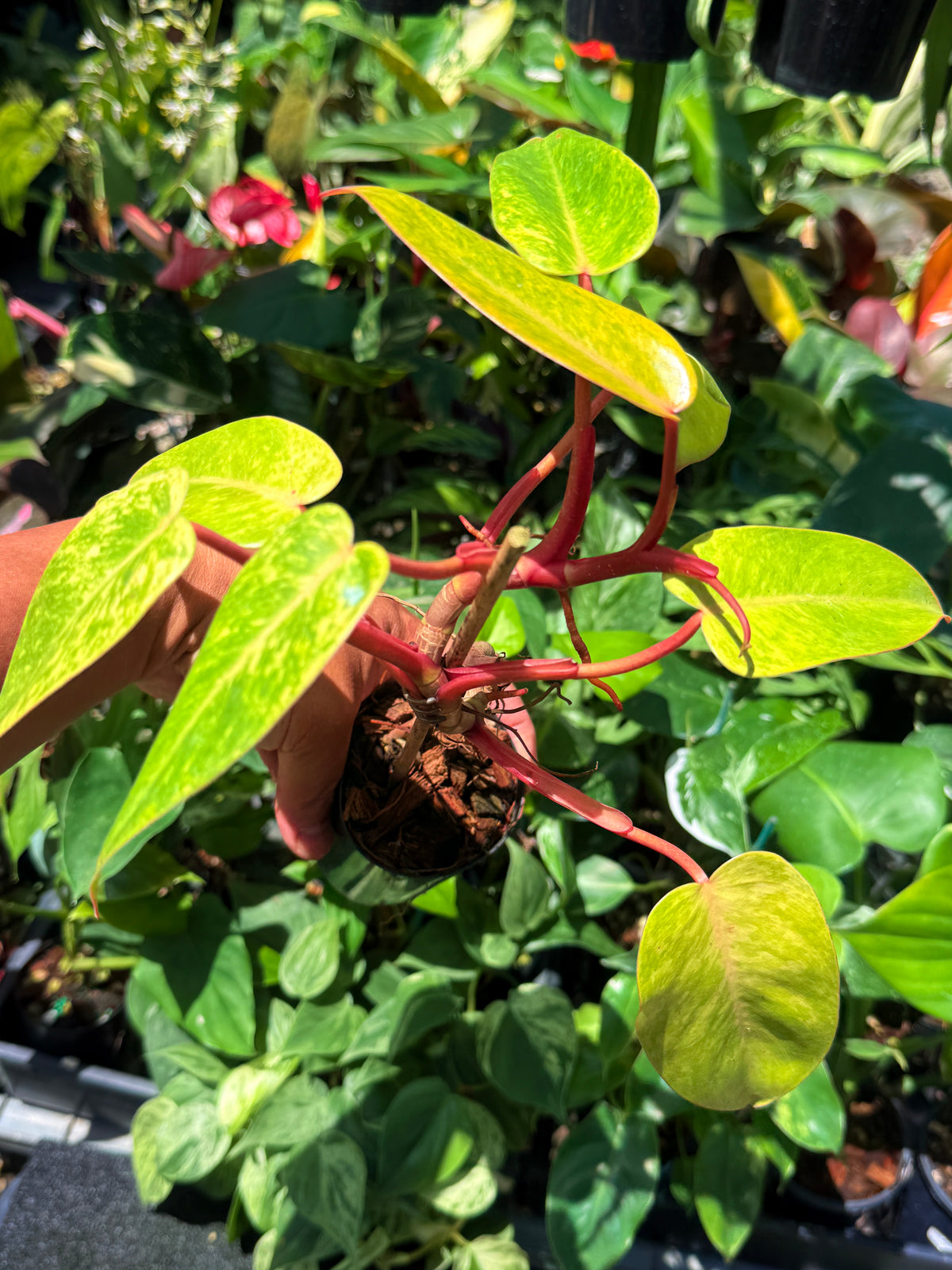 Philodendron 'Painted Lady' F69