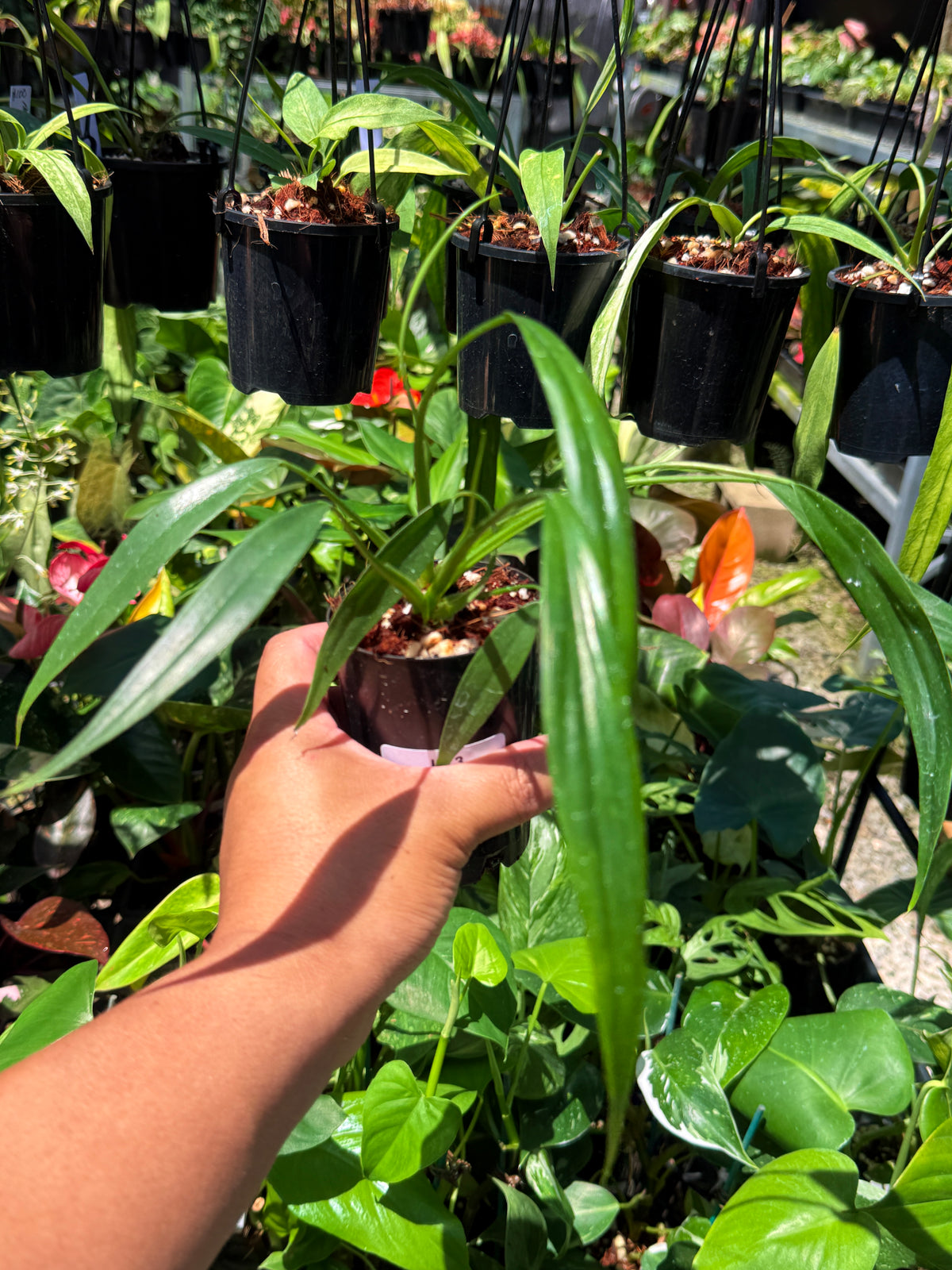 Philodendron Holtonianum U73