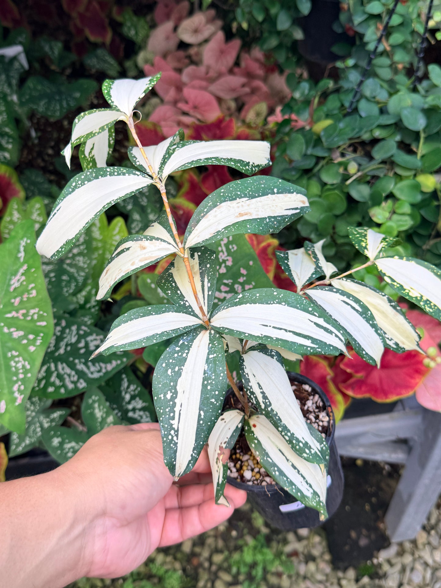 Dracaena 'Milky Way' M4