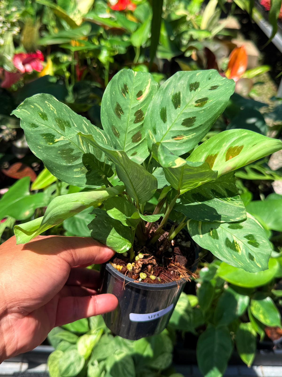 Maranta Prayer Plant Variegated U71