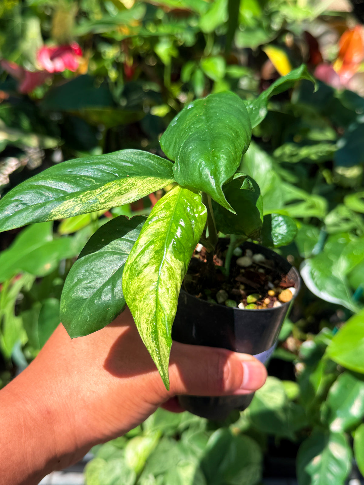 Rhaphidophora 'Puberula Variegata' U80