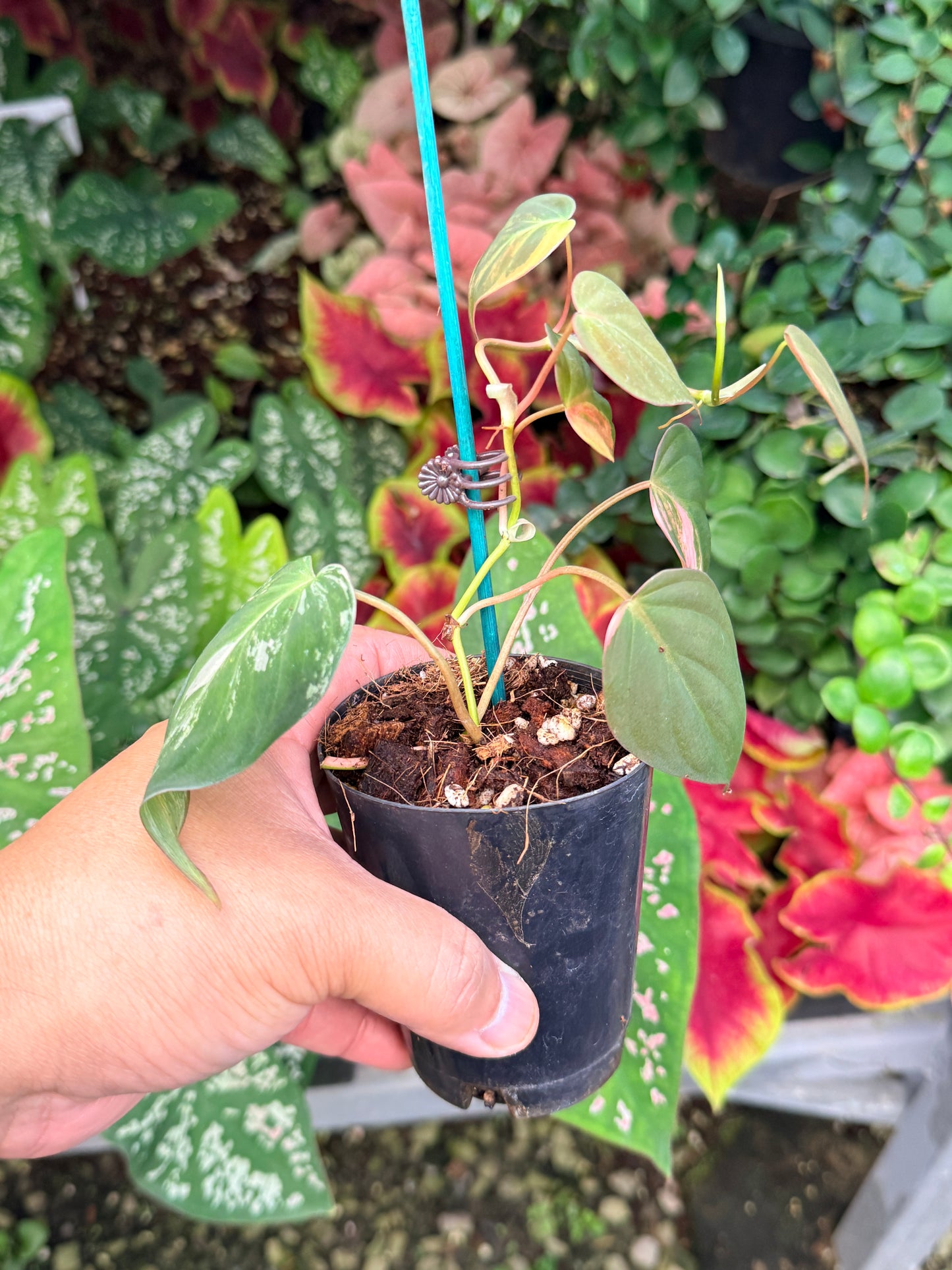 Philodendron Micans Variegated M3