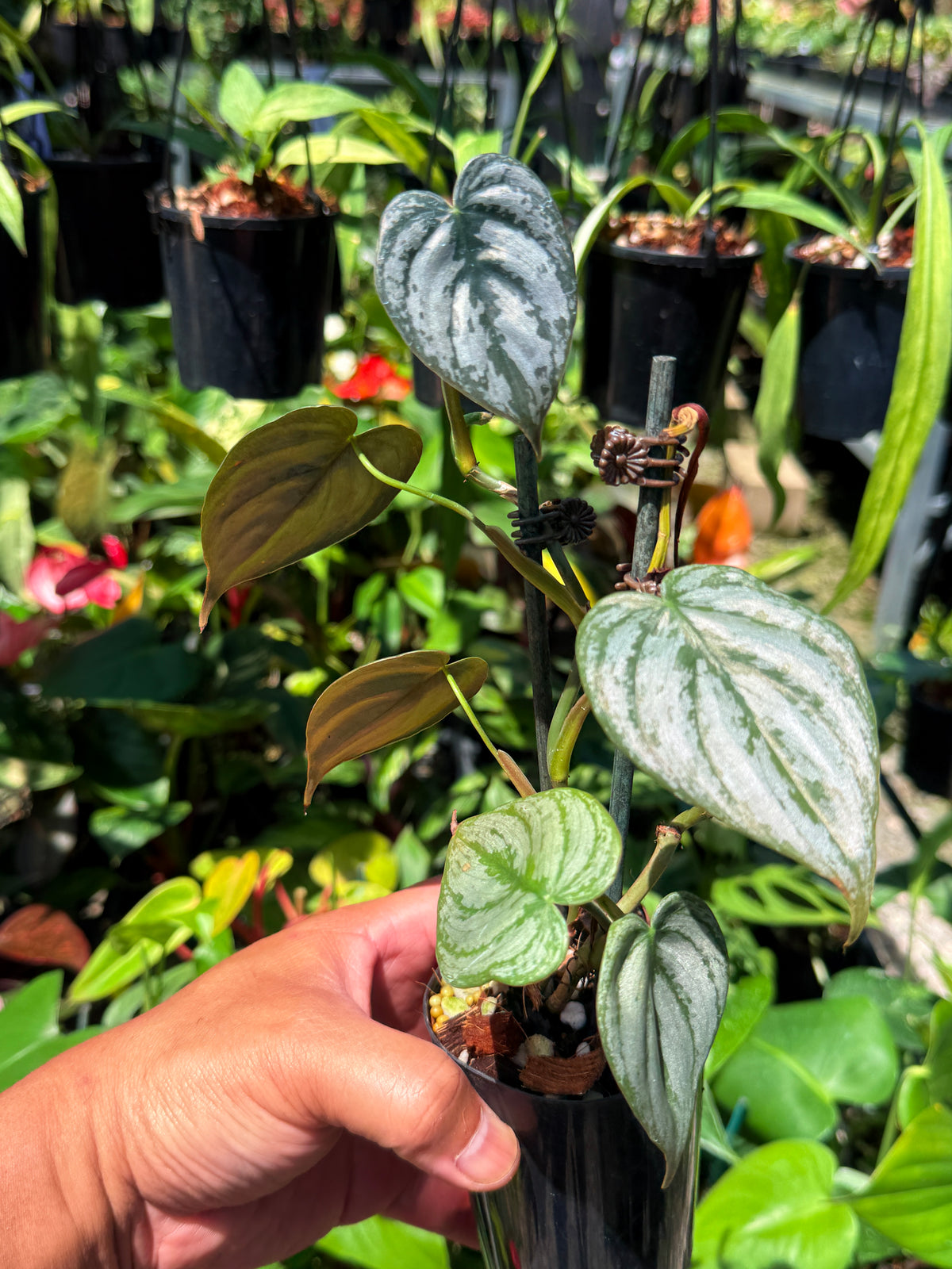 Philodendron 'Brandtianum' L20