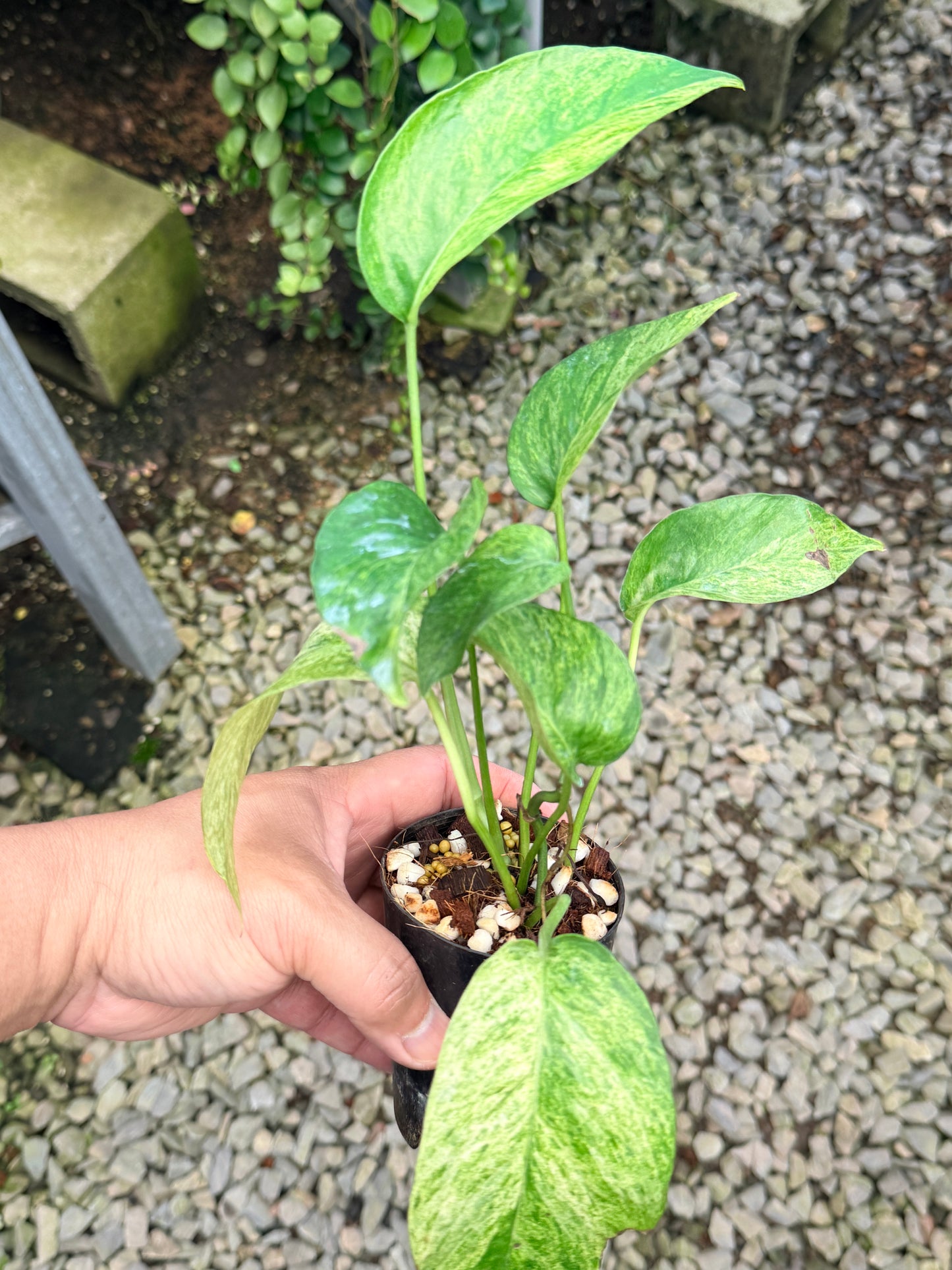 Epipremnum pinnatum 'Mint Variegated' M21