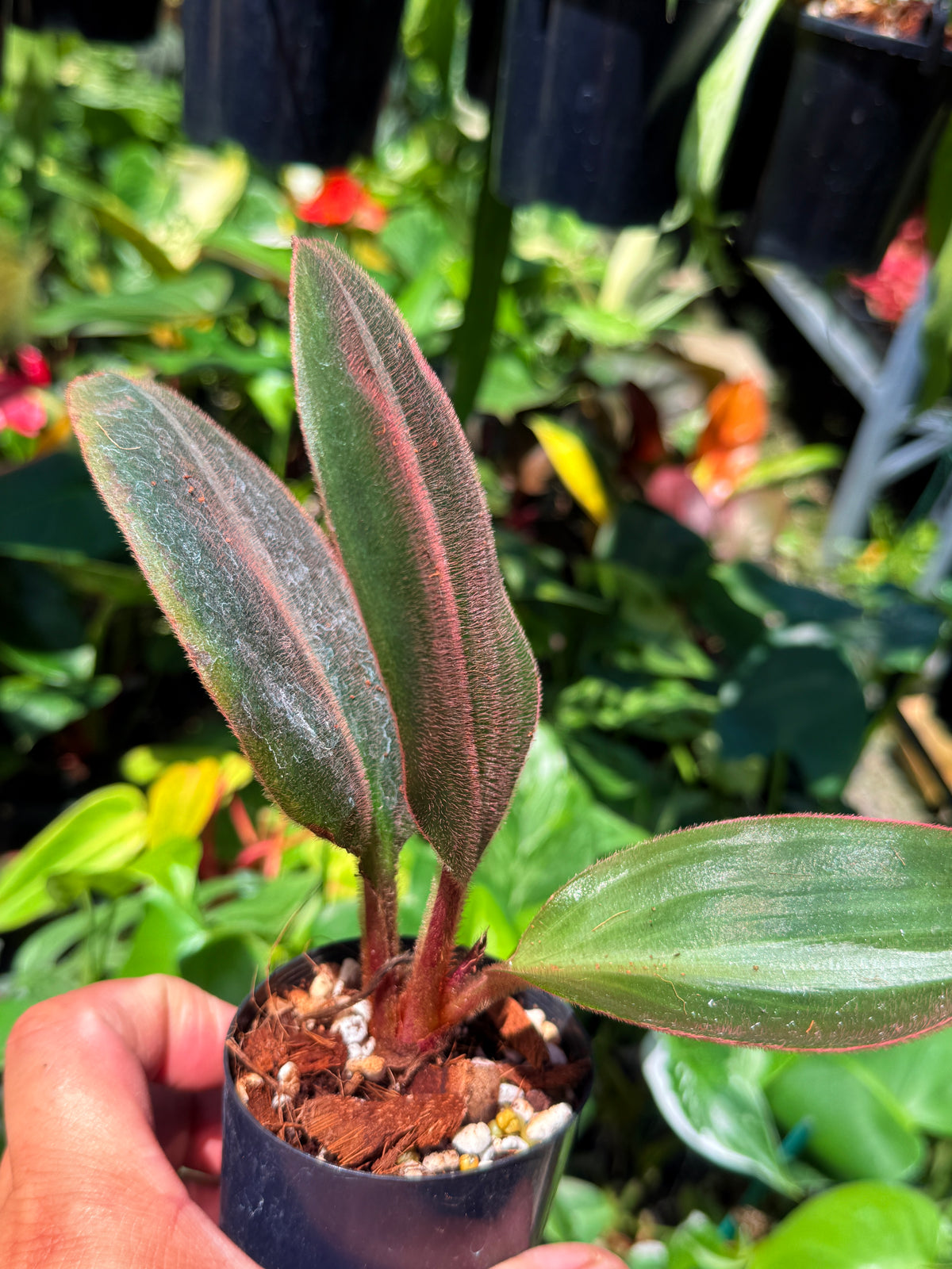 Siderasis fuscata U82