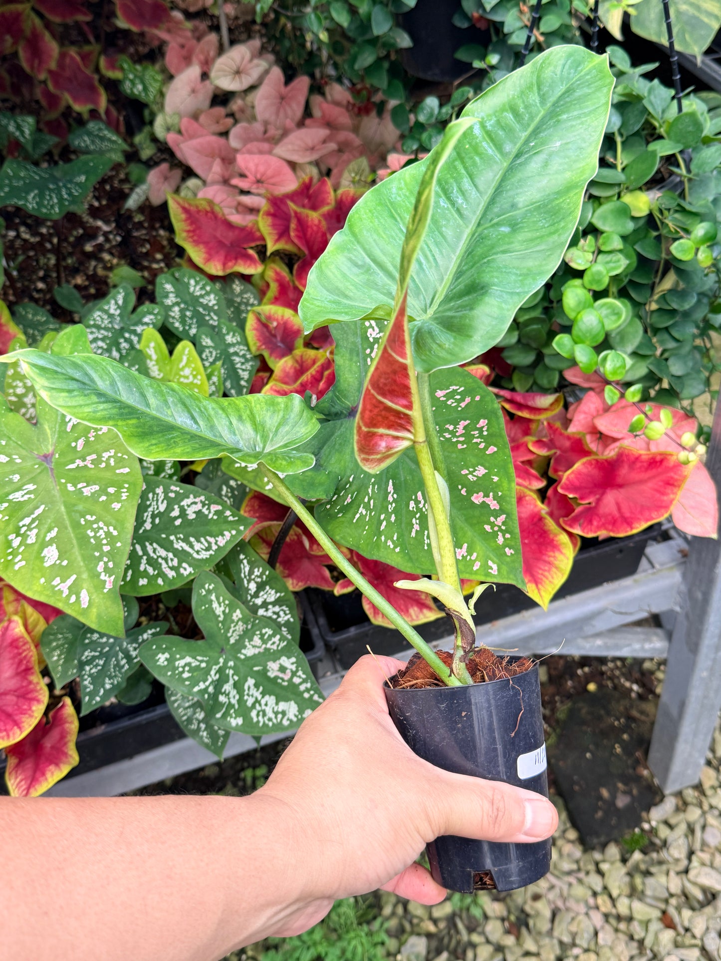Philodendron 'Subhastatum' Variegata M20