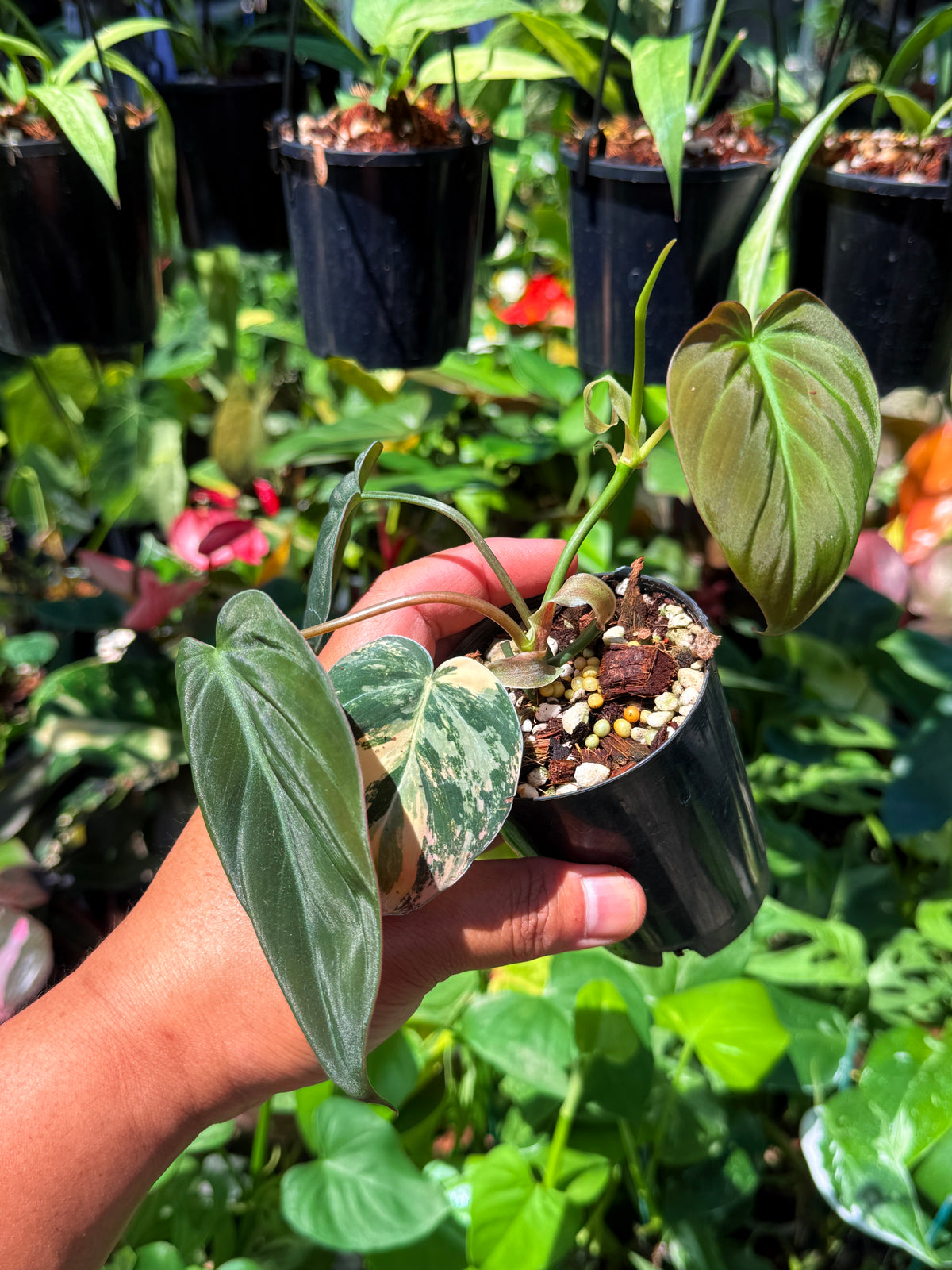 Philodendron Mican Variegated U83