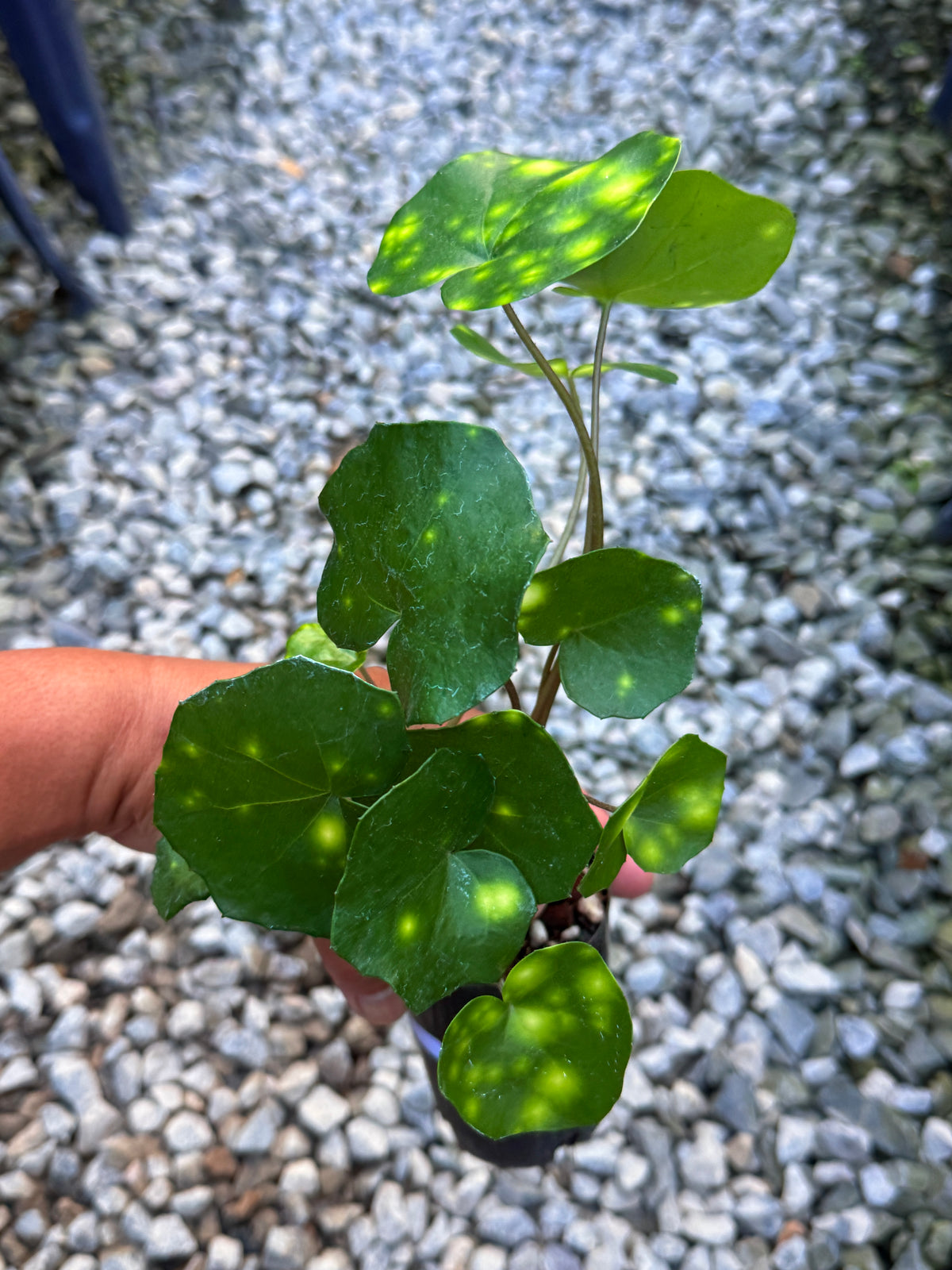 Farfugium japonicum 'Leopard Plant' V6