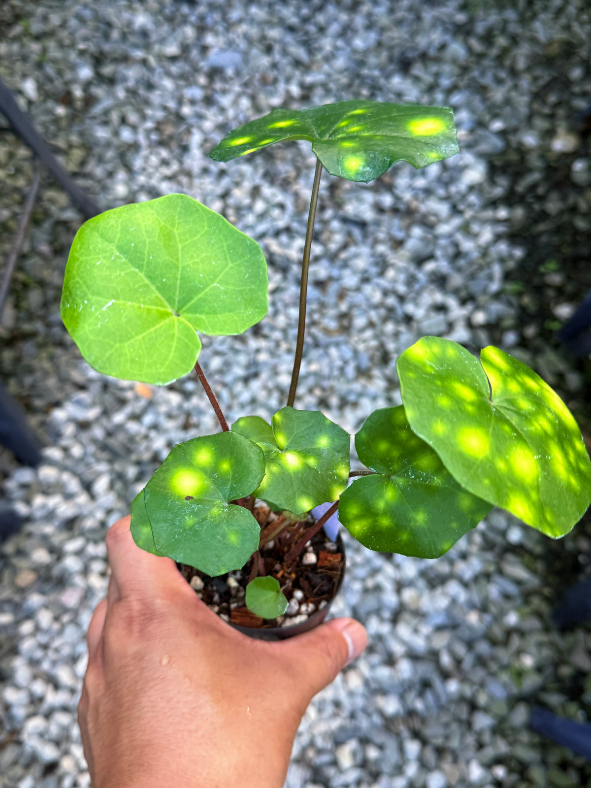 Farfugium japonicum 'Leopard Plant' V5