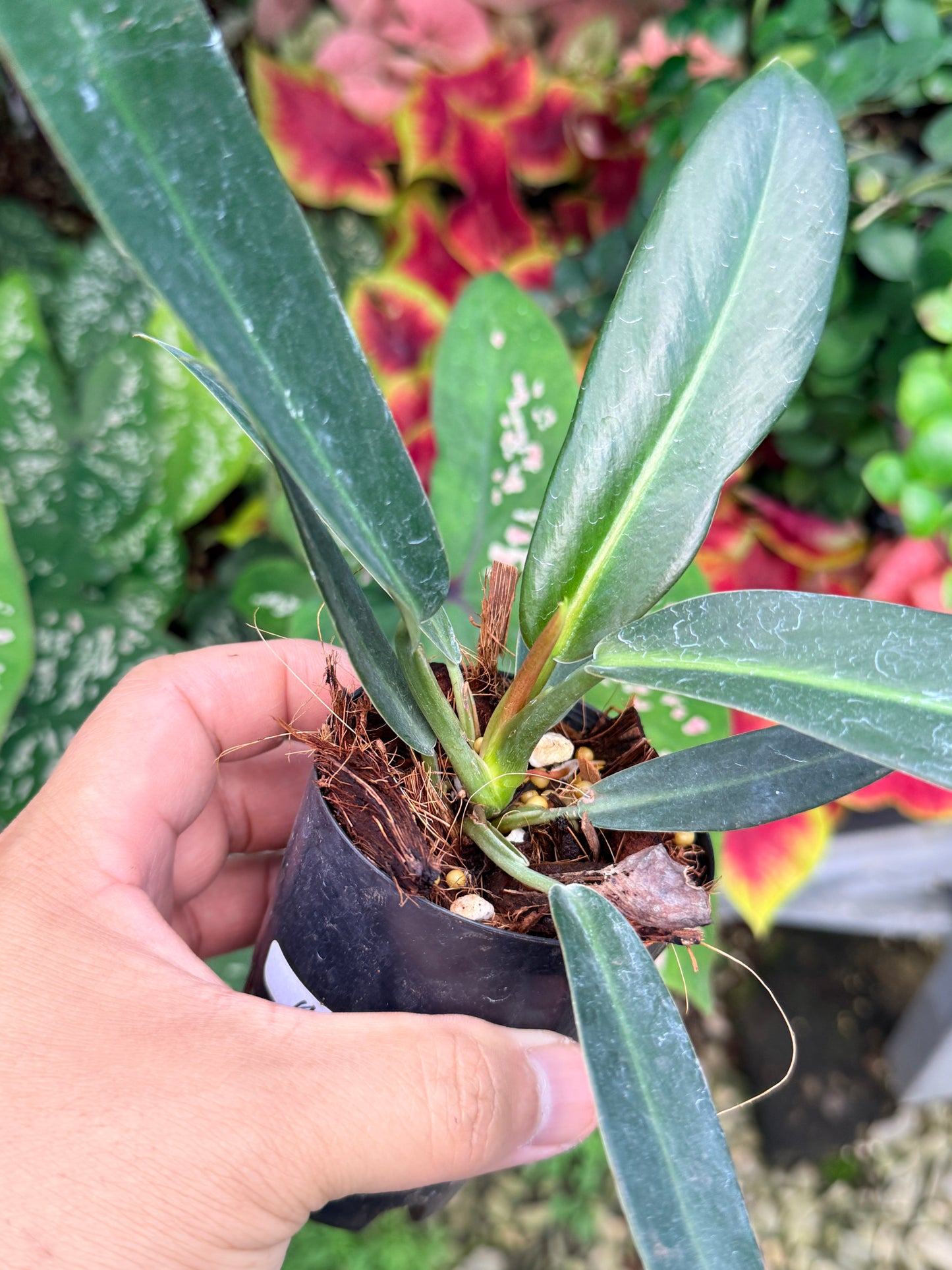 Philodendron linnaei M24