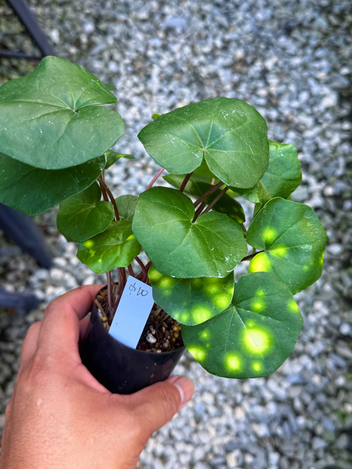 Farfugium japonicum 'Leopard Plant' V4