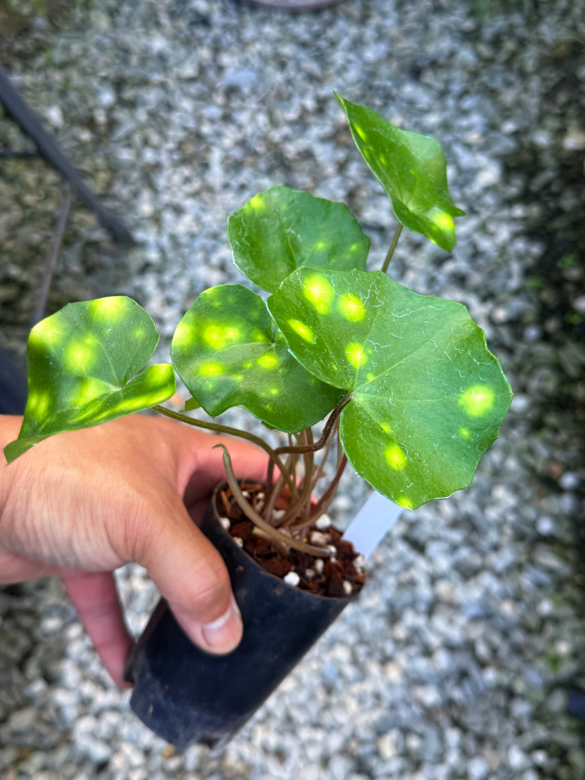 Farfugium japonicum 'Leopard Plant' V3