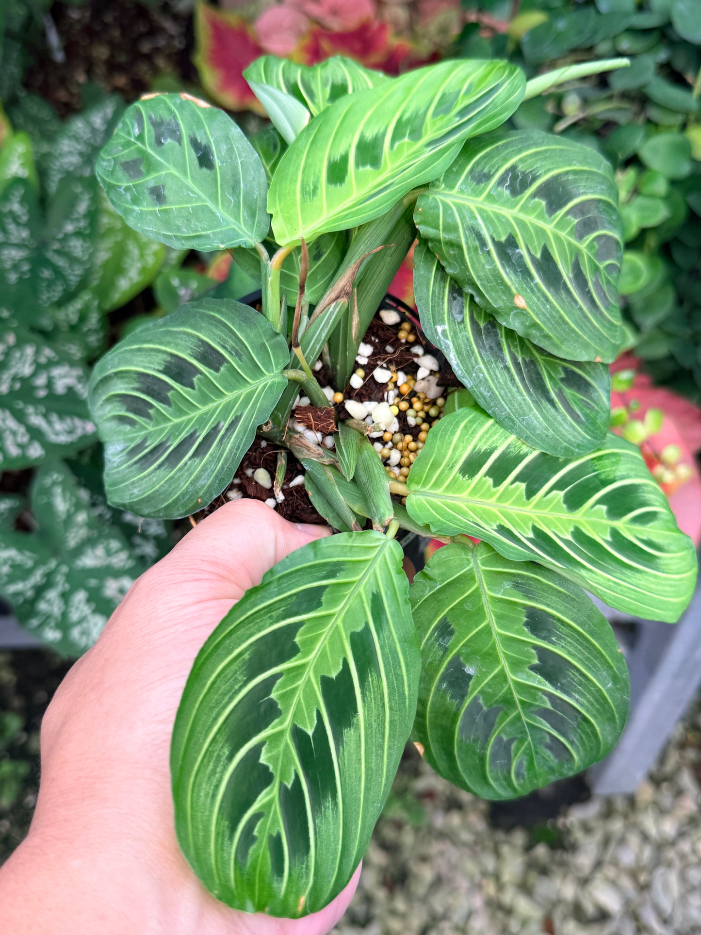 Maranta 'Lemon Lime' N54