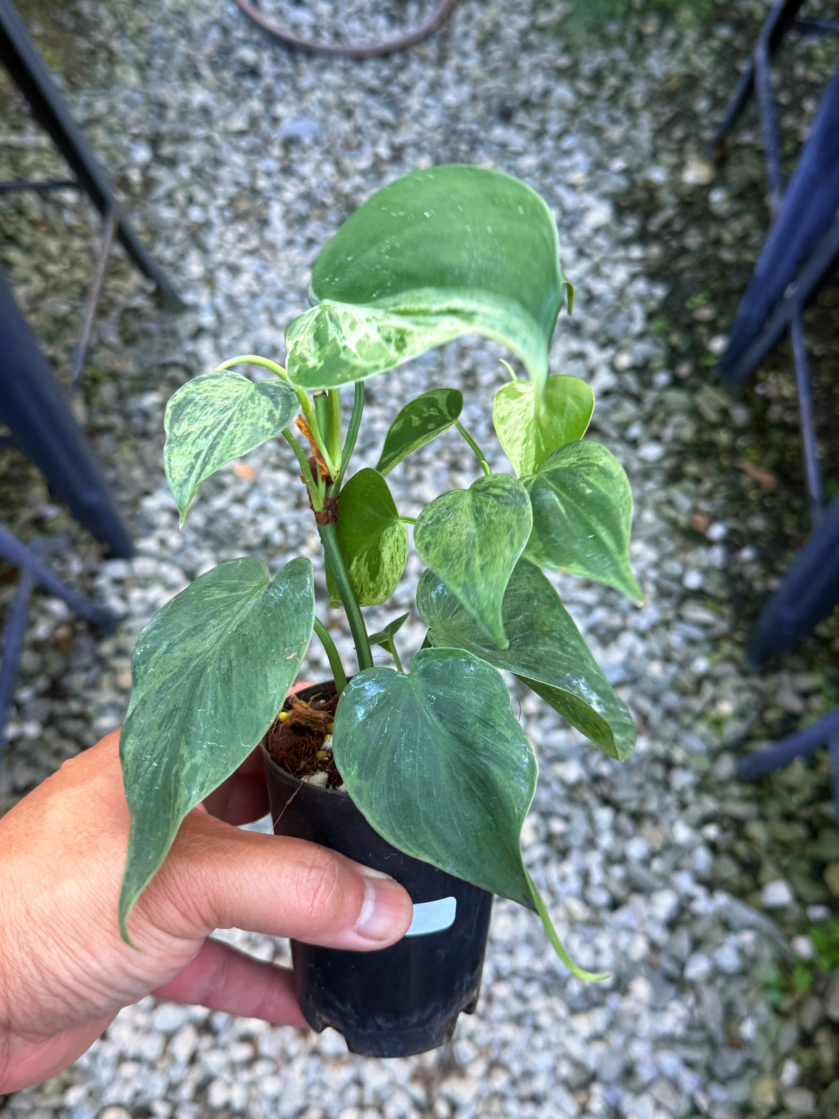 Philodendron Variegated Heart Leaf V1